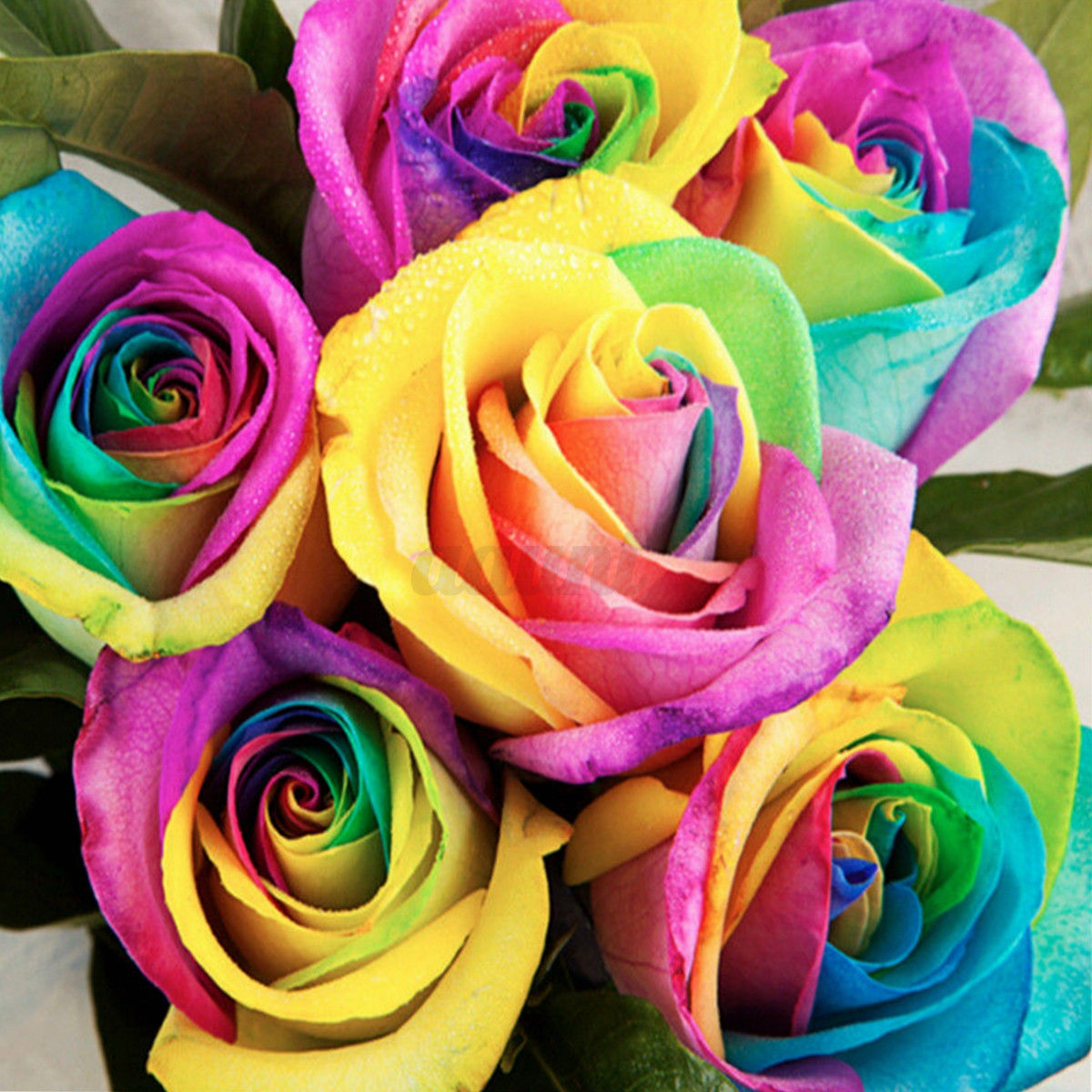 Wallpaper #7AB_644BSdW8dNouohHP30 100 Multi Color Beautiful Colorful Rainbow Rose Flower Seeds Yard