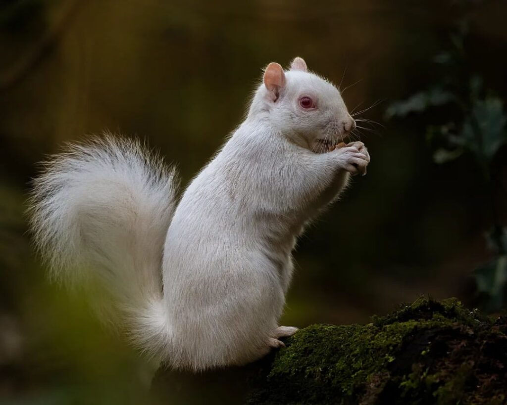 Wallpaper #e8kjjpcB-VVLIetllmrB148 White Squirrel Rare Unique Characteristics Learn About Nature