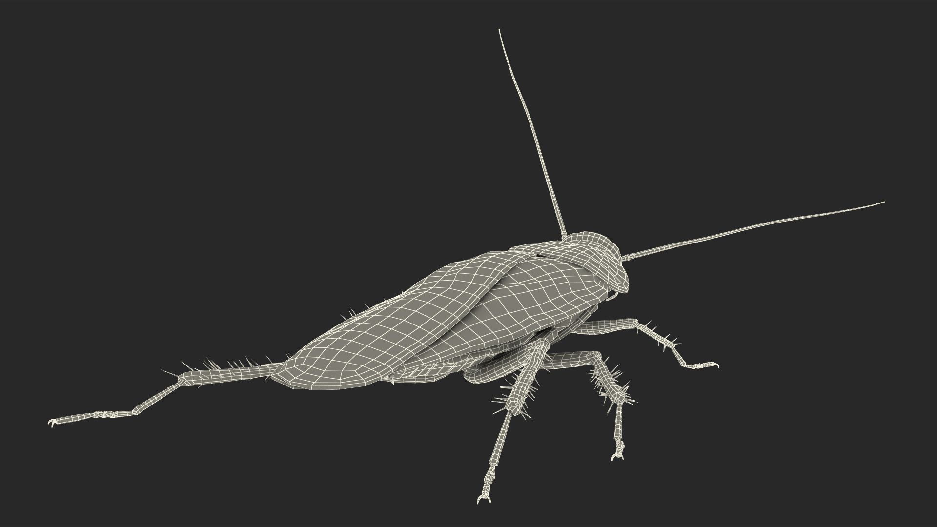 Wallpaper #SWdXCpMBSpphPi3-q9Qk167 Animated Cockroach Spinning Rigged for Cinema 4d 3D Model 119 C4d