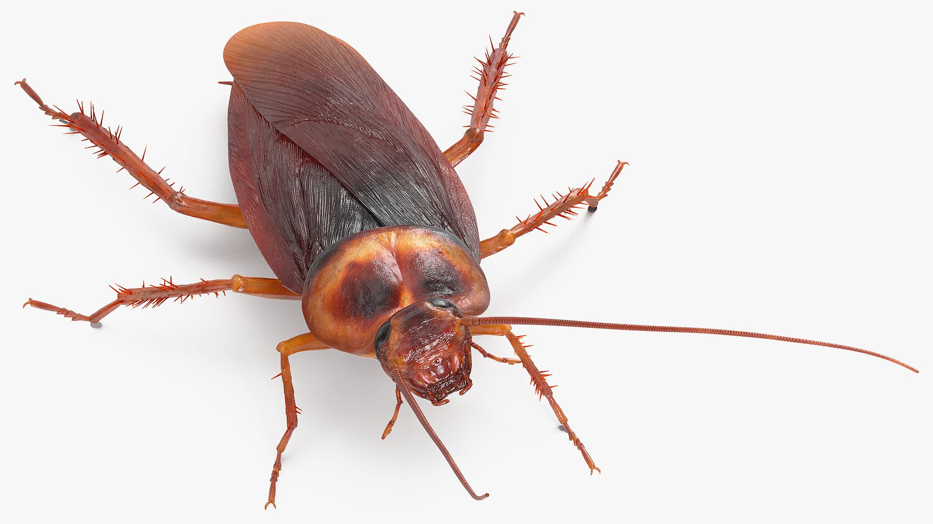 Wallpaper #SWdXCpMBSpphPi3-q9Qk2 Animated Cockroach Spinning Rigged for Cinema 4d 3D Model 119 C4d