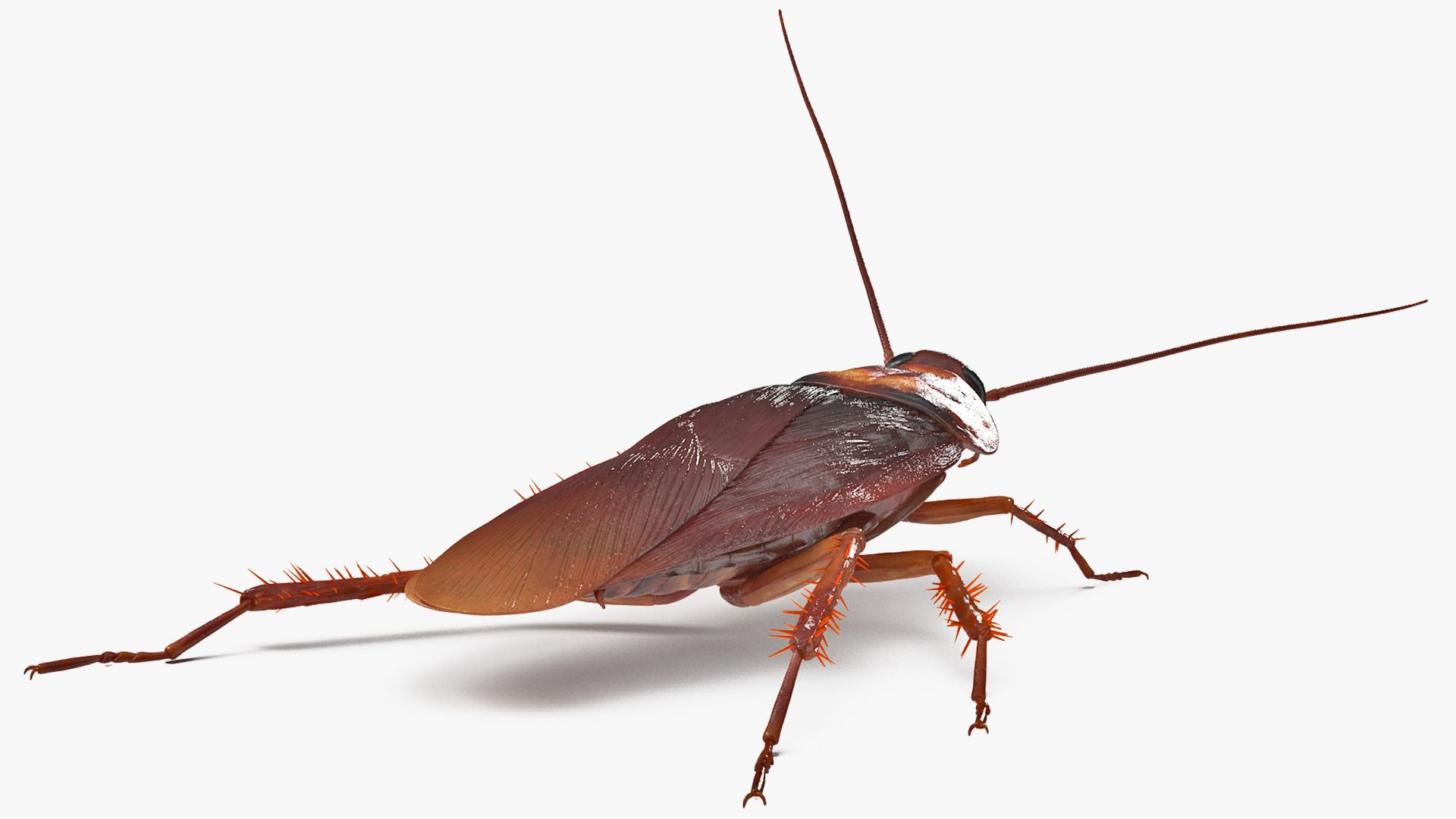 Wallpaper #SWdXCpMBSpphPi3-q9Qk82 Animated Cockroach Spinning Rigged for Cinema 4d 3D Model 119 C4d