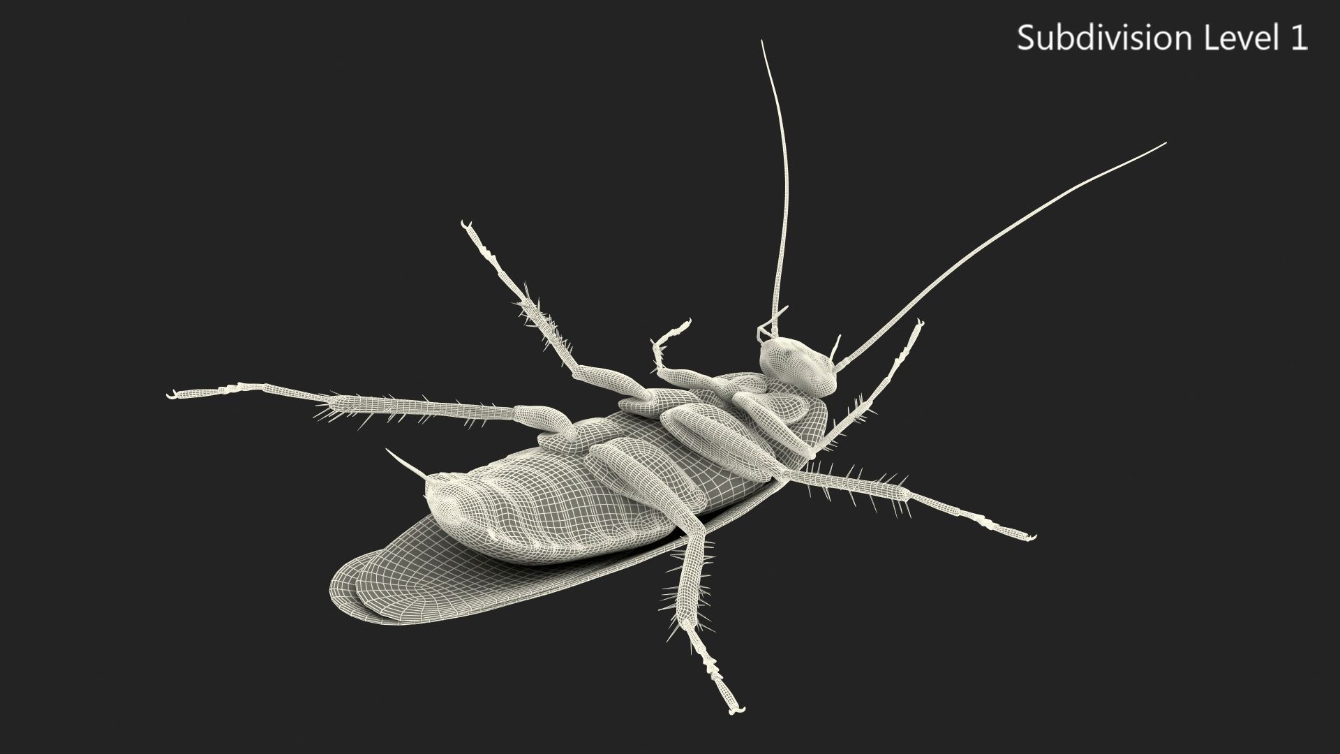 Wallpaper #SWdXCpMBSpphPi3-q9Qk183 Animated Cockroach Upside Down Rigged for Cinema 4d 3D Model 149
