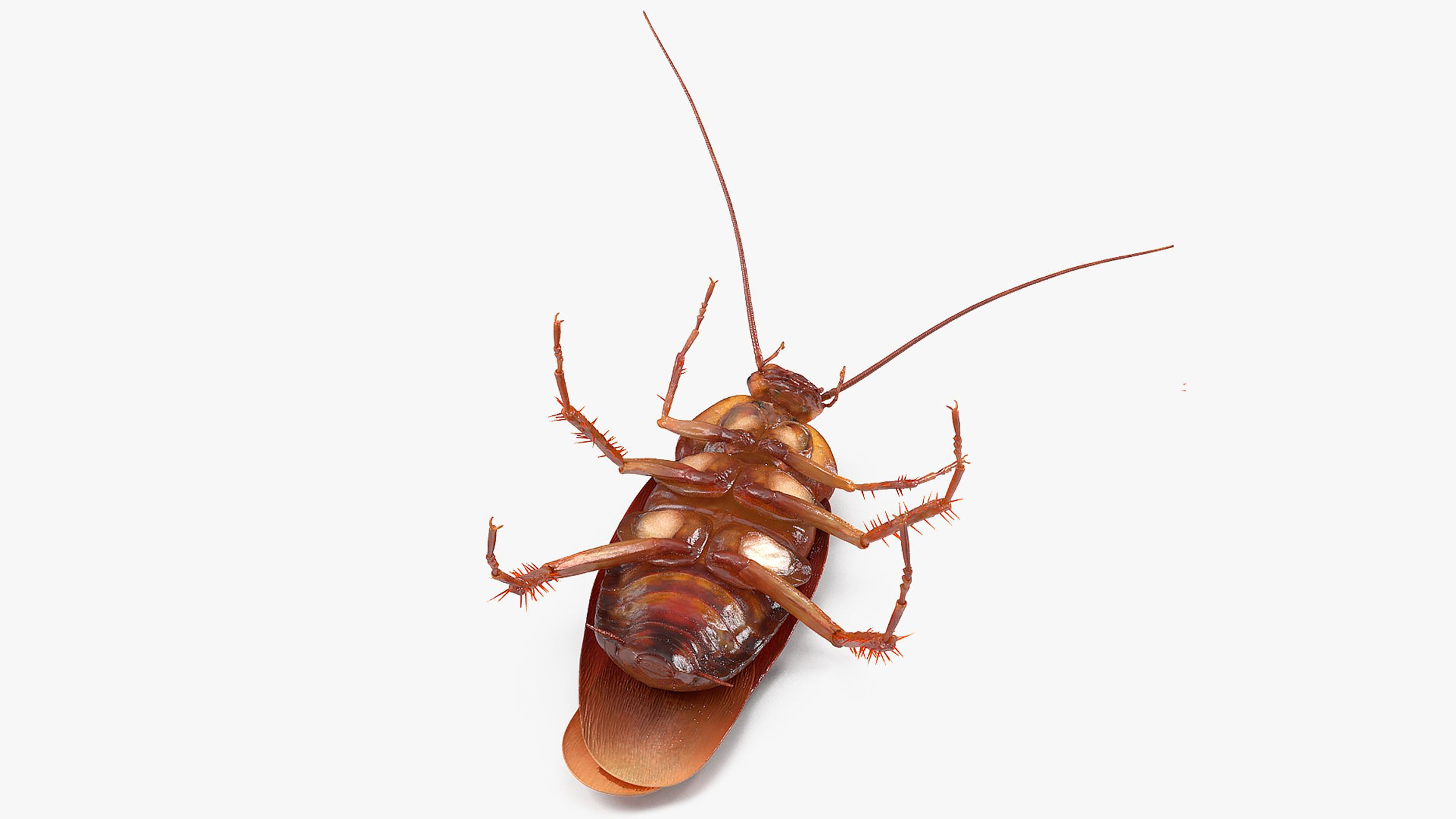 Wallpaper #SWdXCpMBSpphPi3-q9Qk52 Animated Cockroach Upside Down Rigged for Cinema 4d 3D Model 149