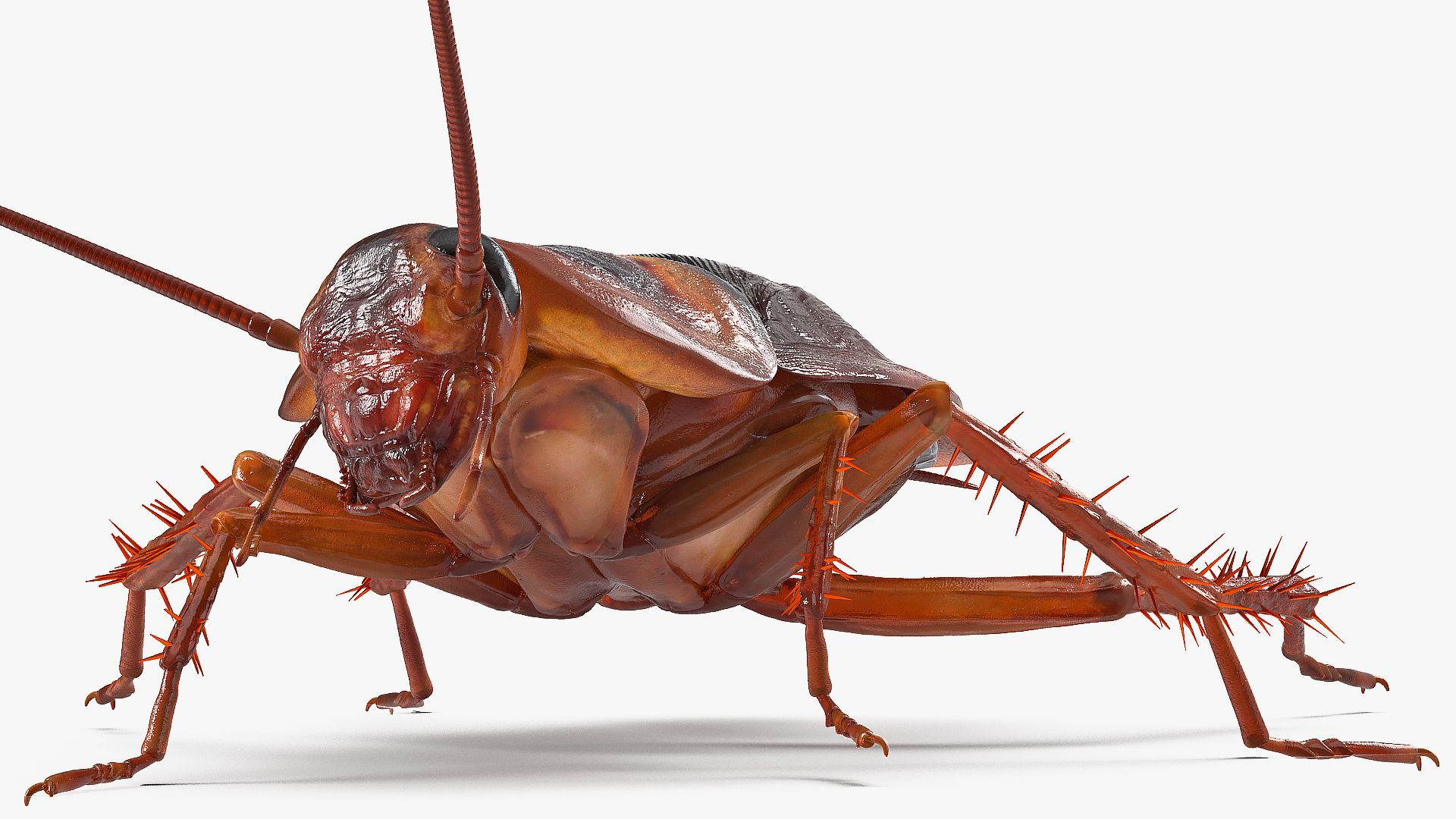 Wallpaper #SWdXCpMBSpphPi3-q9Qk21 Animated Cockroach Creeps Rigged for Maya 3D Model 149 Ma Free3d
