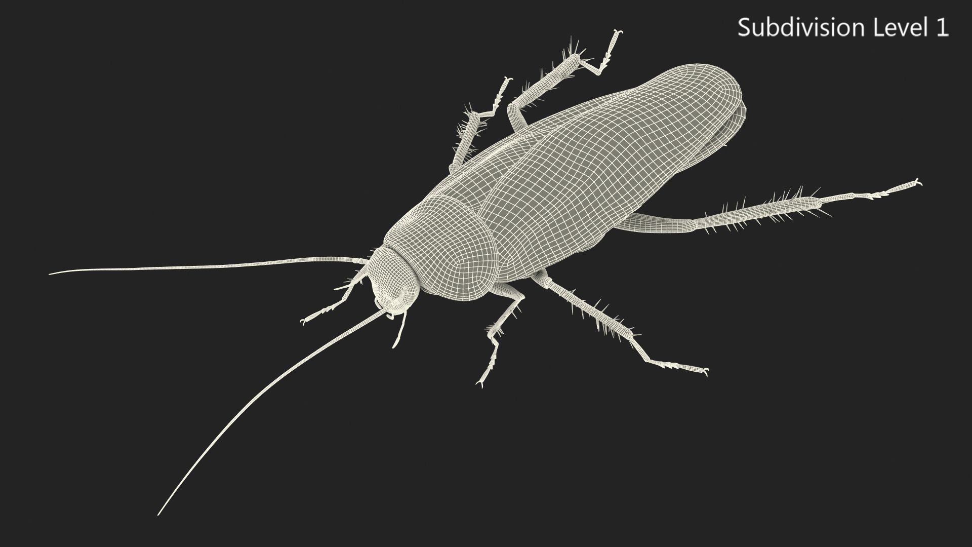 Wallpaper #SWdXCpMBSpphPi3-q9Qk217 Animated Cockroach Creeps Rigged for Maya 3D Model 149 Ma Free3d
