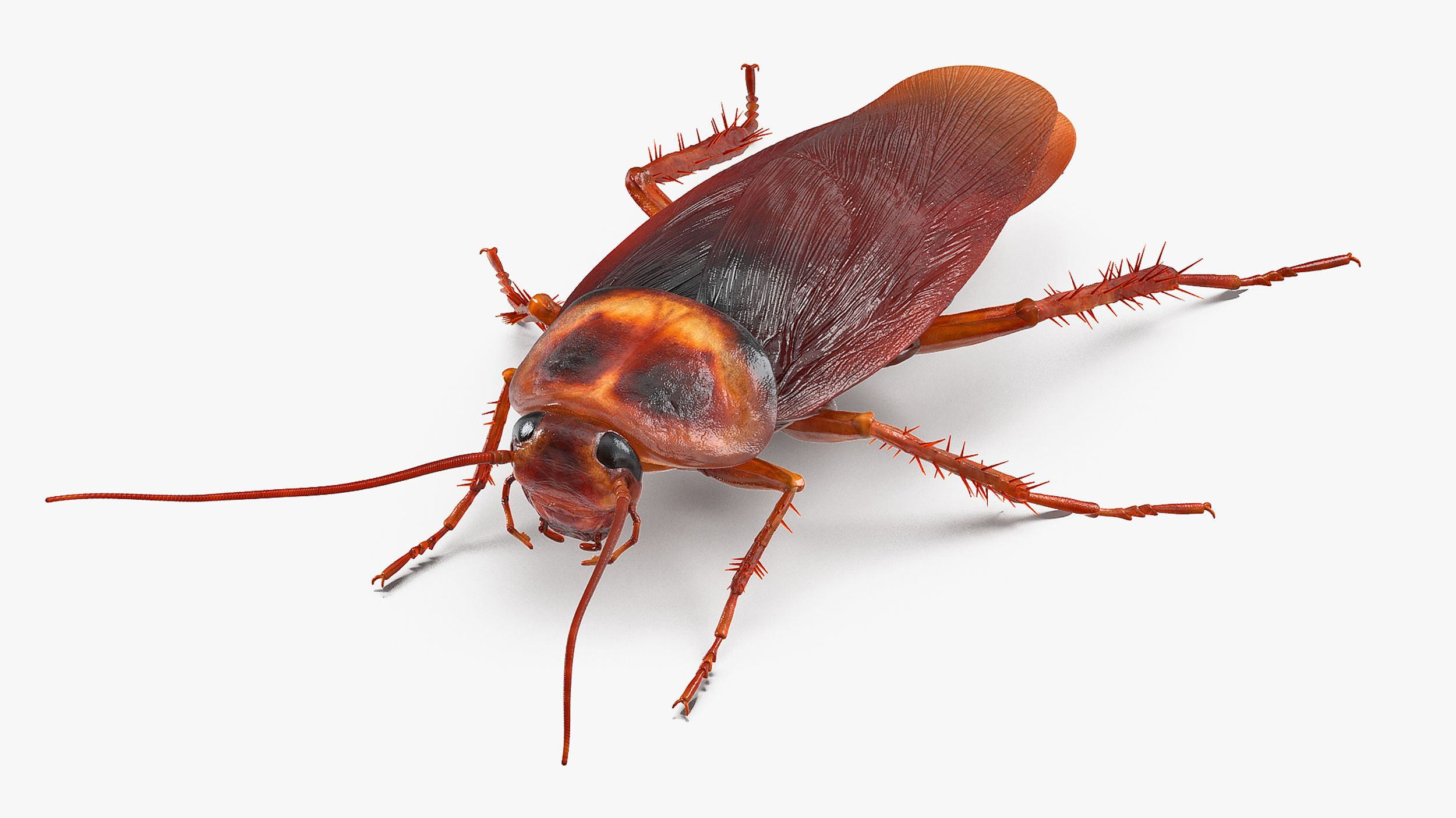 Wallpaper #SWdXCpMBSpphPi3-q9Qk115 Animated Cockroach Cleans Paw Rigged for Maya 3D Model 149 Ma Free3d