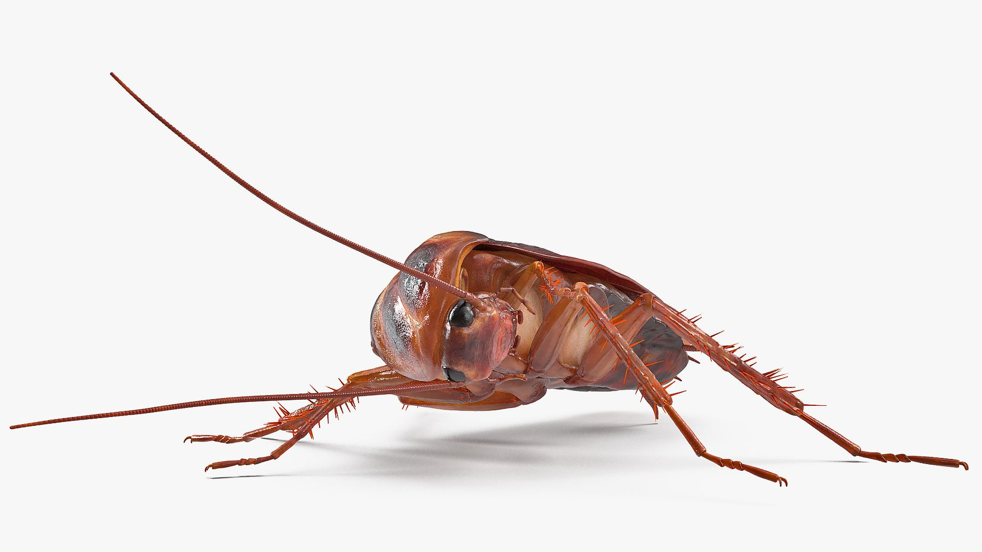 Wallpaper #SWdXCpMBSpphPi3-q9Qk64 Animated Cockroach Cleans Paw Rigged for Maya 3D Model 149 Ma Free3d