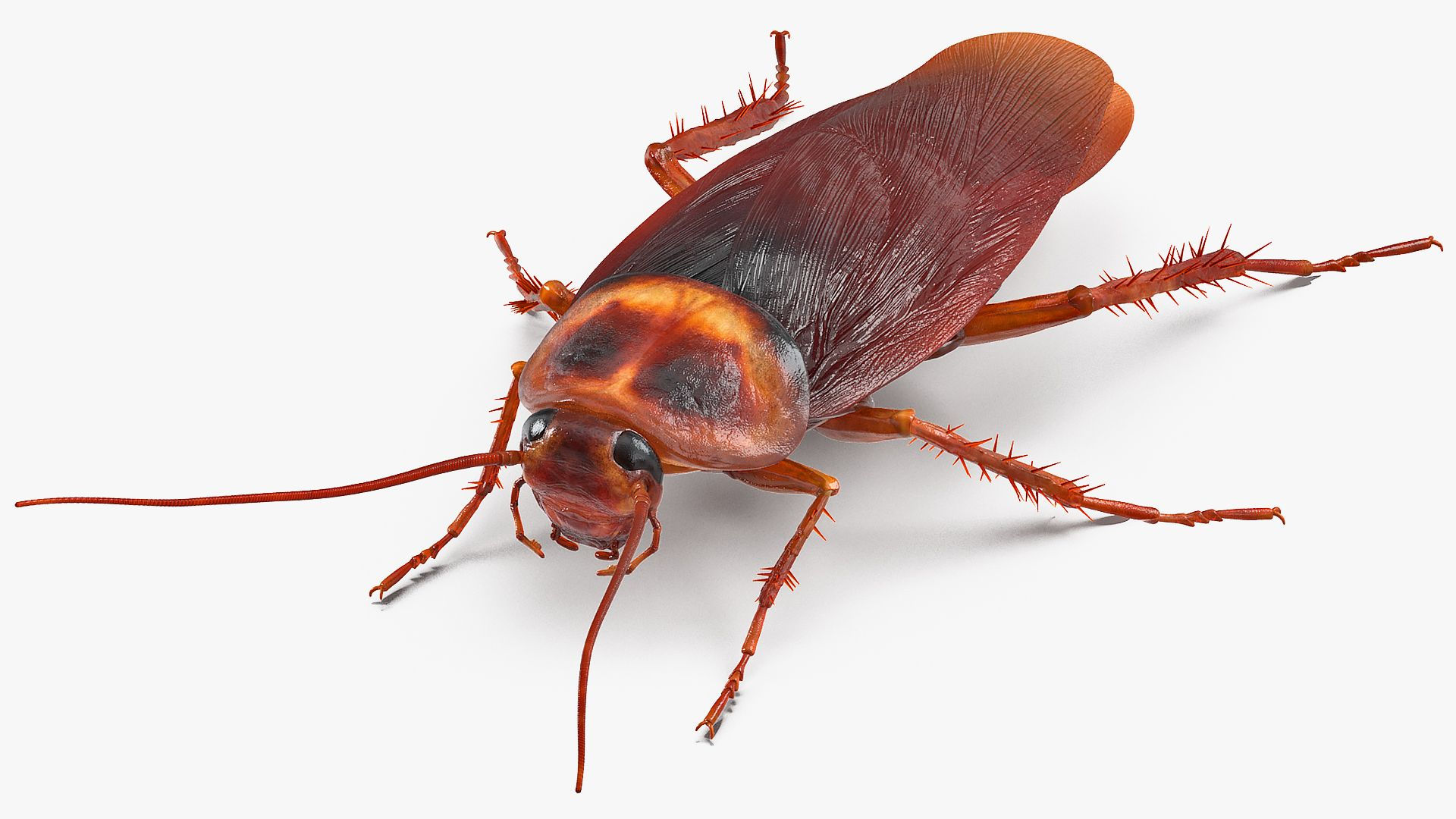 Wallpaper #SWdXCpMBSpphPi3-q9Qk56 Animated Cockroach Cleans Paw Rigged for Maya 3D Model 149 Ma Free3d