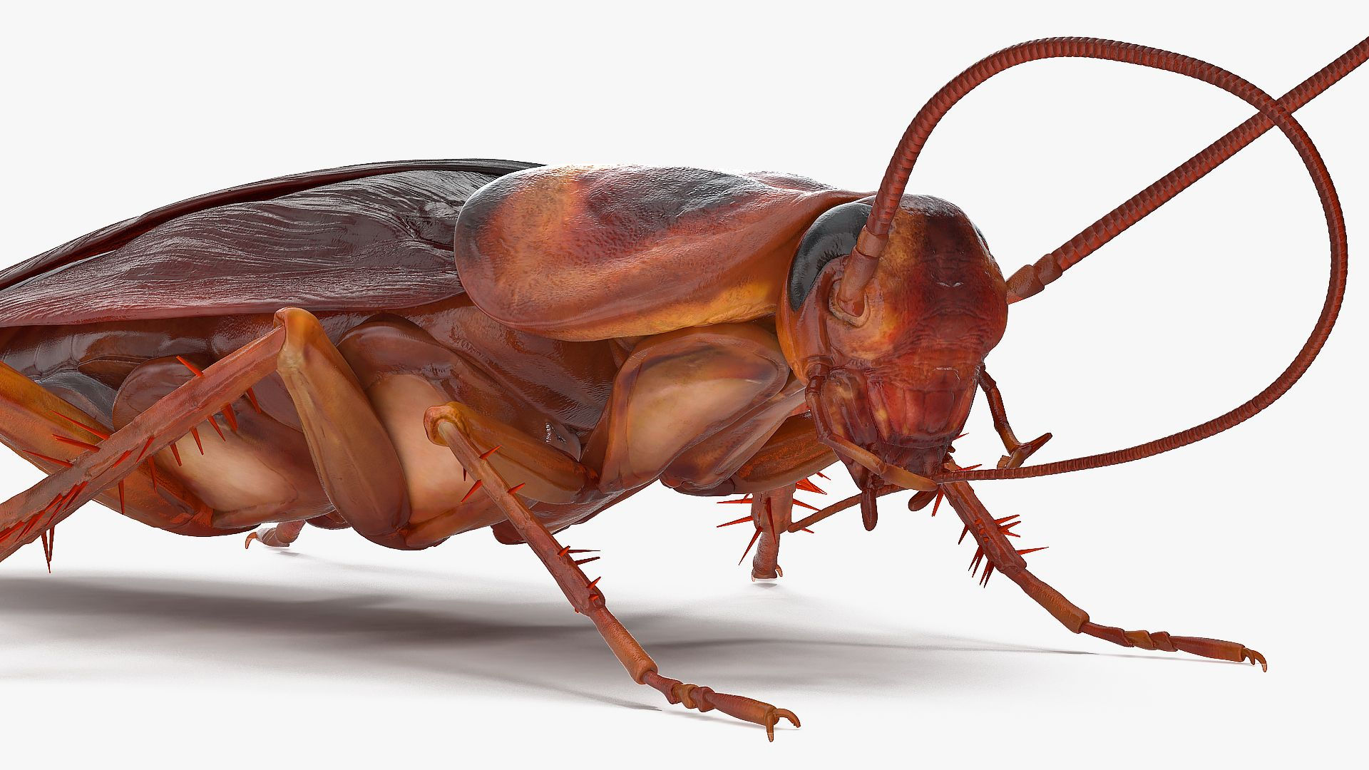 Wallpaper #SWdXCpMBSpphPi3-q9Qk9 Animated Cockroach Cleans Mustache Rigged for Maya 3D Model 149 Ma
