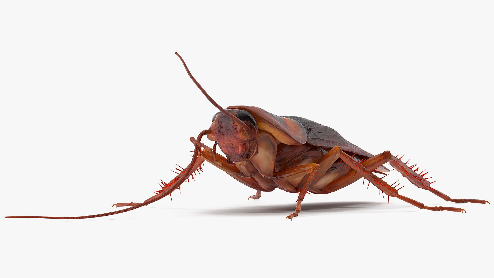 Wallpaper #SWdXCpMBSpphPi3-q9Qk71 Animated Cockroach Cleans Mustache Rigged for Maya 3D Model 149 Ma