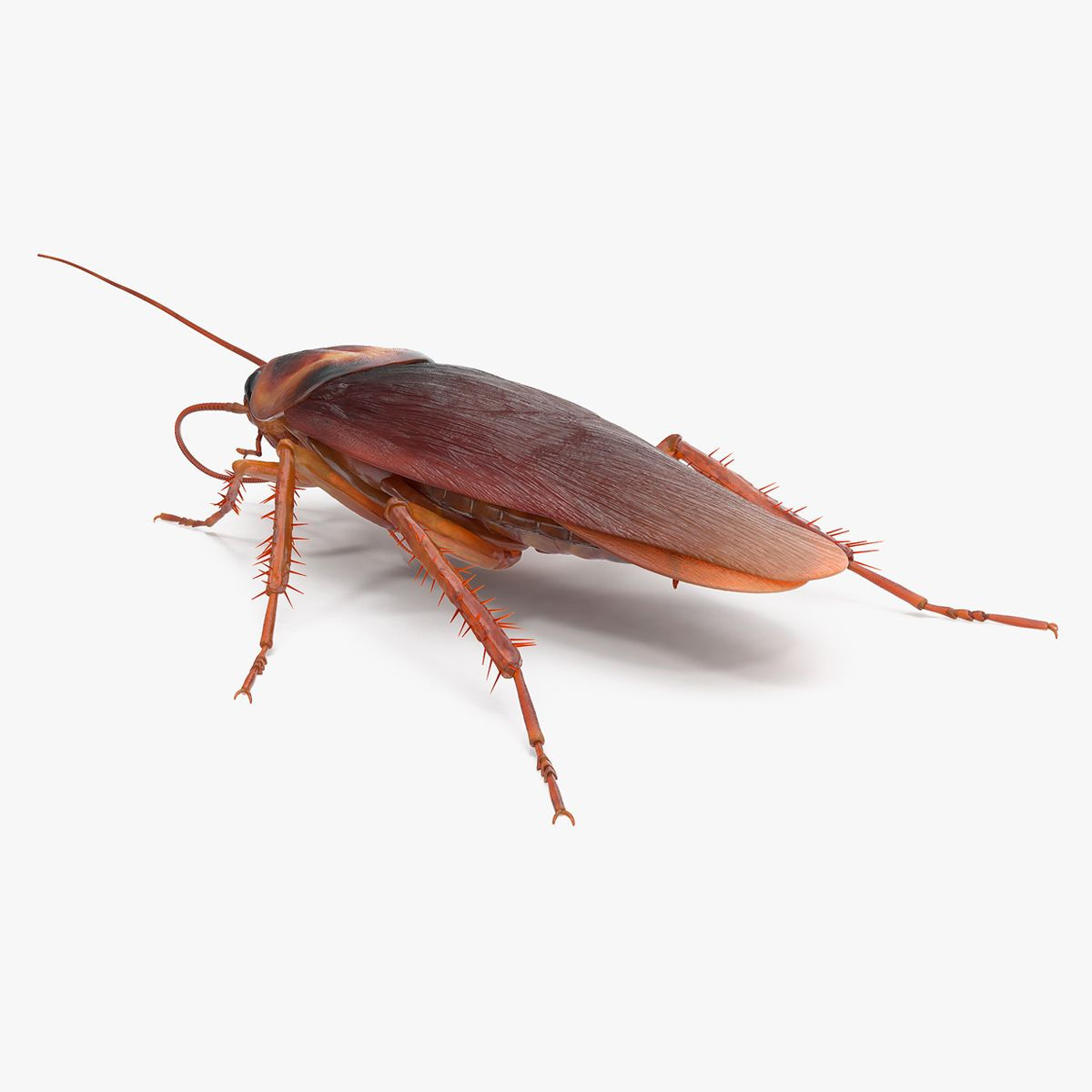 Wallpaper #SWdXCpMBSpphPi3-q9Qk119 Animated Cockroach Cleans Mustache Rigged for Maya 3D Model 149 Ma