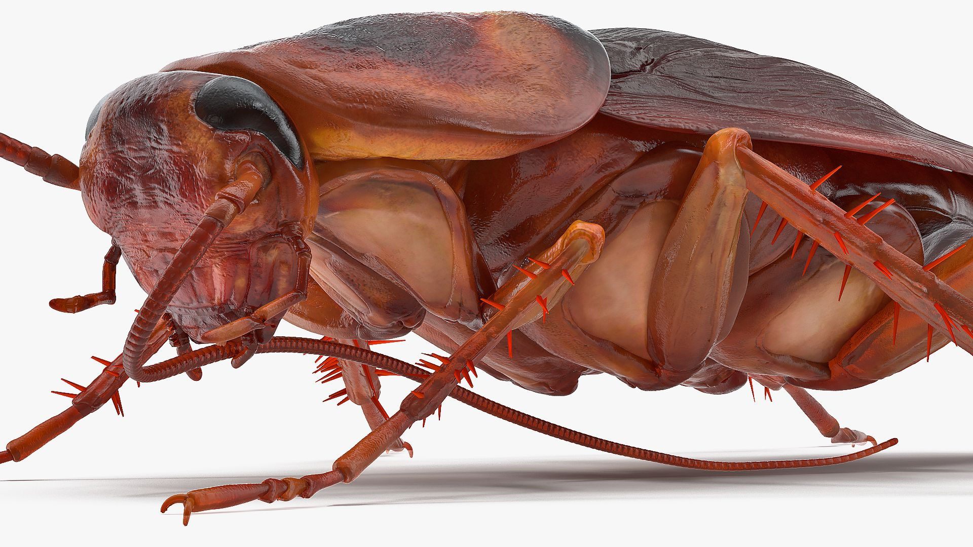 Wallpaper #SWdXCpMBSpphPi3-q9Qk85 Animated Cockroach Cleans Mustache Rigged for Maya 3D Model 149 Ma