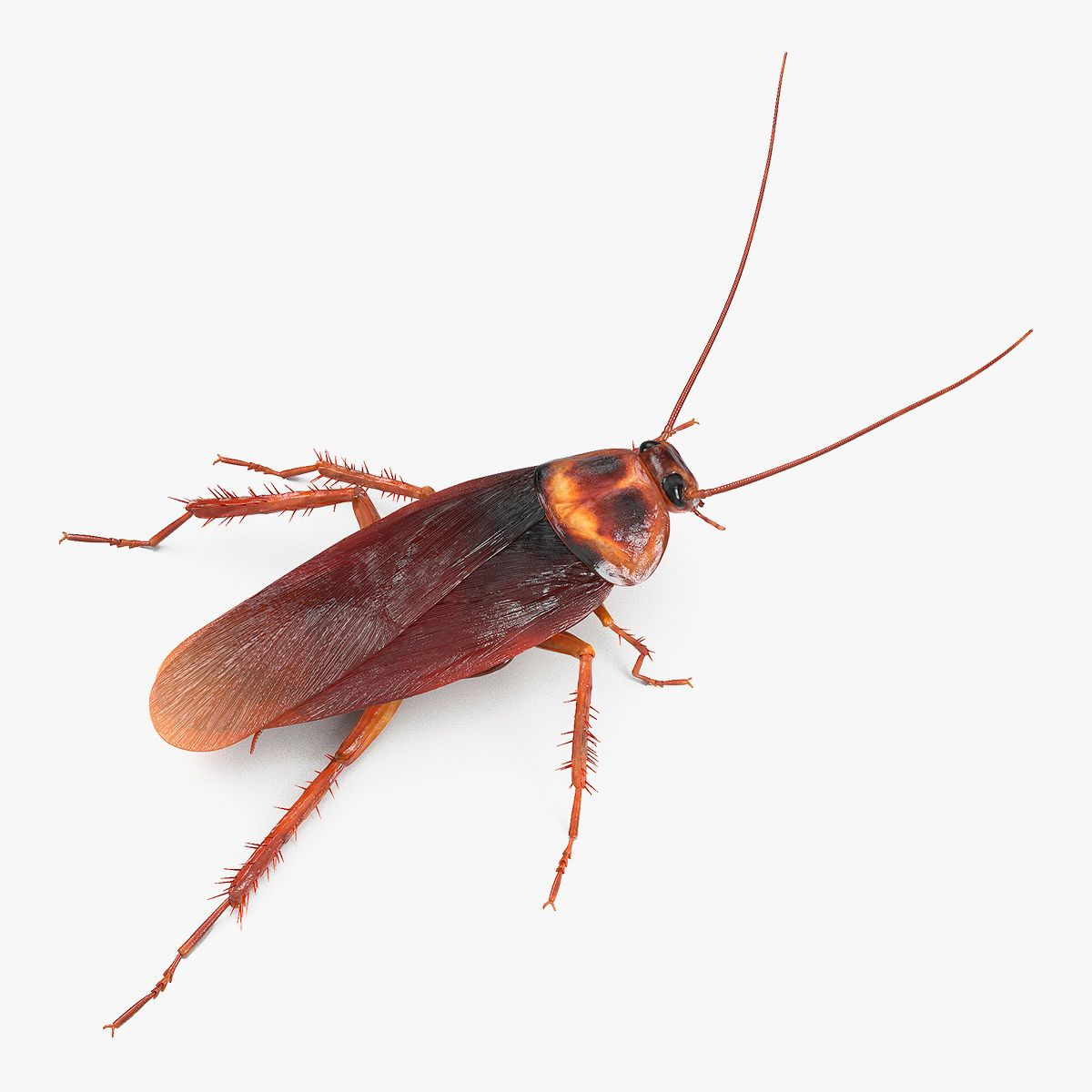 Wallpaper #SWdXCpMBSpphPi3-q9Qk118 Animated Cockroach Running Rigged 3D Model 149 Max Free3d