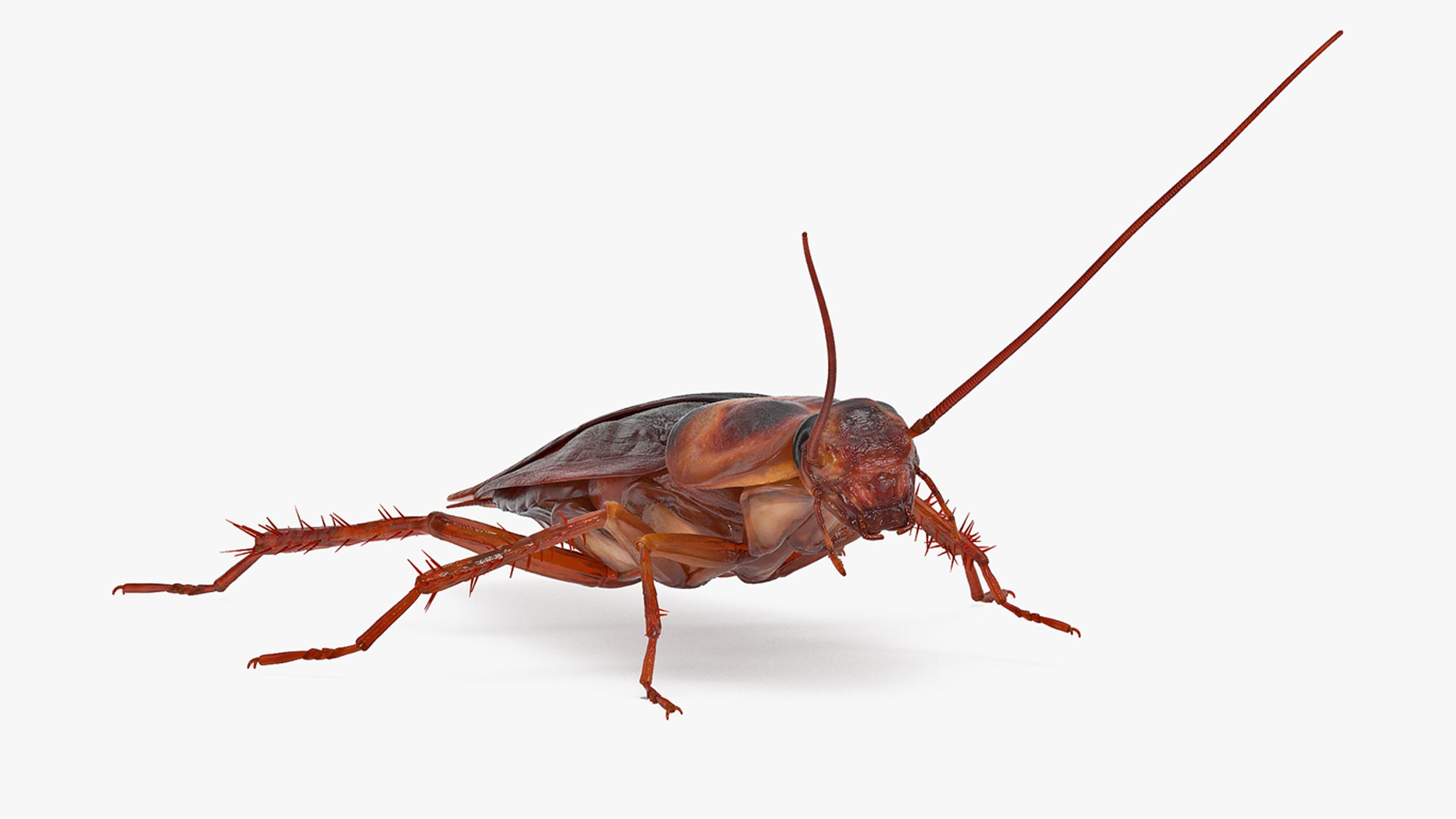 Wallpaper #SWdXCpMBSpphPi3-q9Qk55 Animated Cockroach Running Rigged for Maya 3D Model 149 Ma Free3d