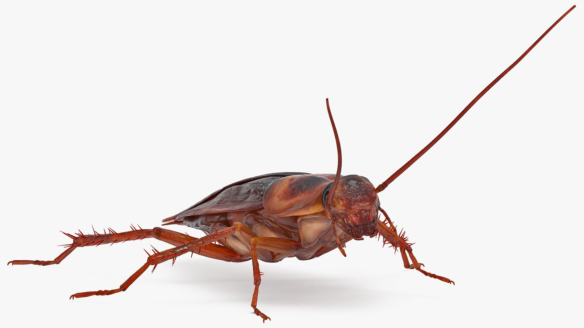 Wallpaper #SWdXCpMBSpphPi3-q9Qk4 Animated Cockroach Running Rigged for Maya 3D Model 149 Ma Free3d