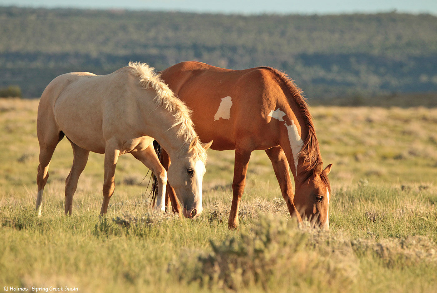 Wallpaper #mtdaMpMB4Oq-IITvNjbL296 The Green Green Grass of Home Spring Creek Basin Mustangs