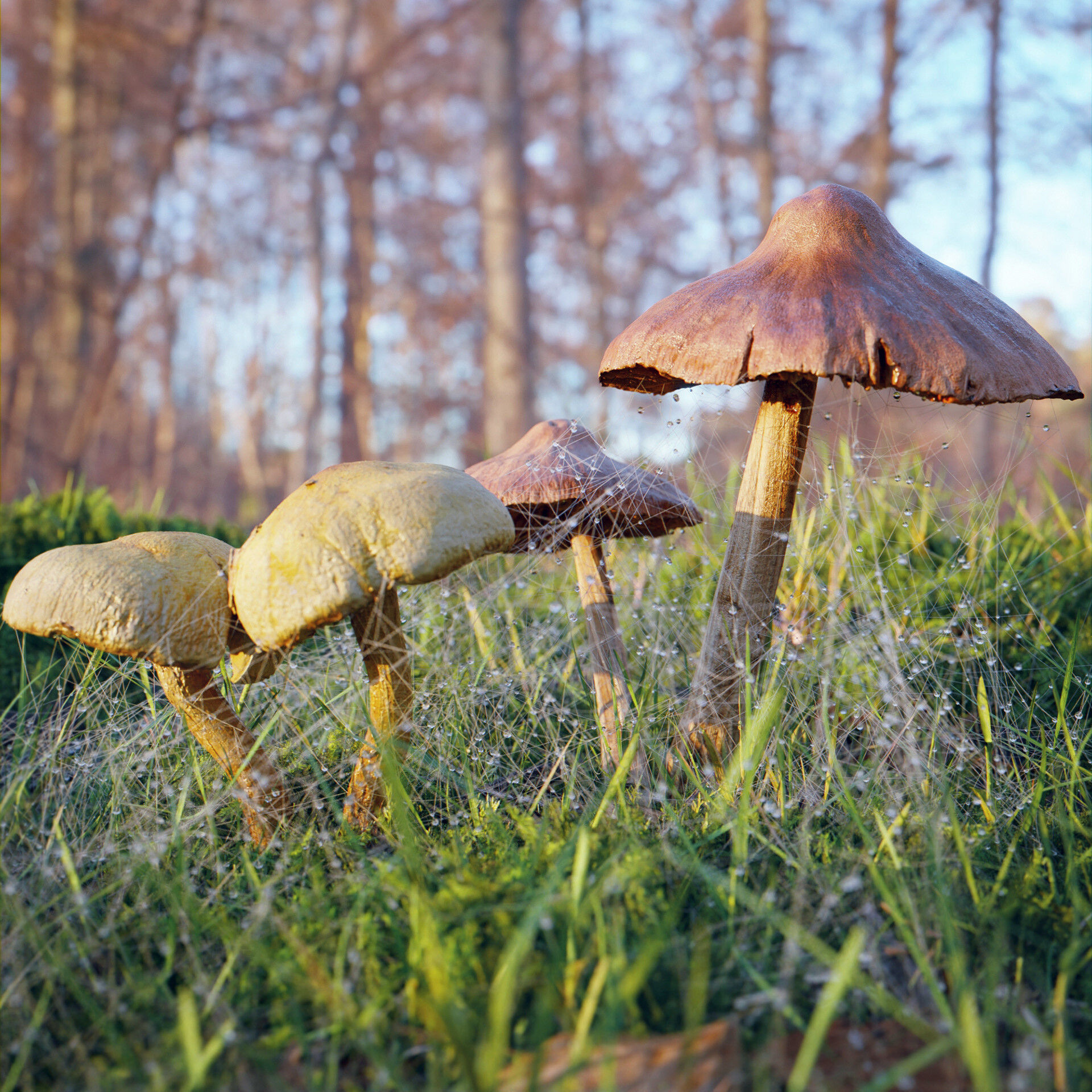 Wallpaper #F2jUHpMBSpphPi3-Fion158 Adrian Kulawik Mushrooms with Spider Web and Water Drops Geometry Nodes