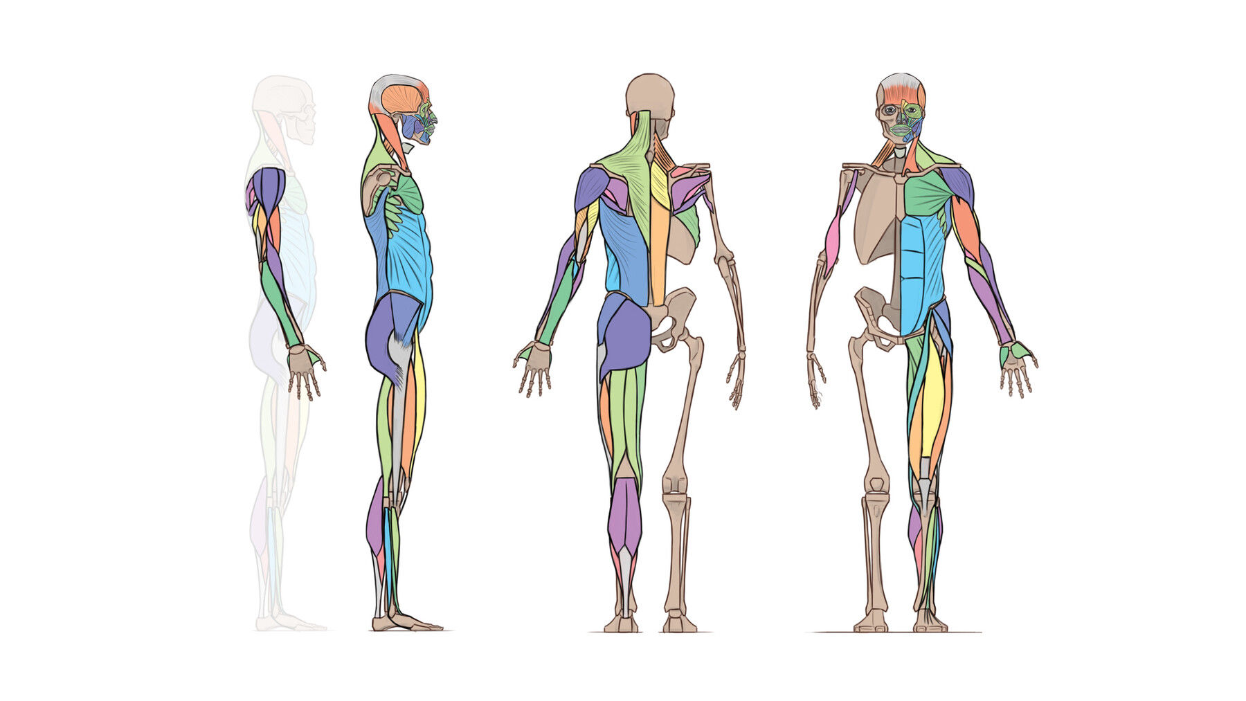 Wallpaper #WWdkEpMBSpphPi3-tvsO49 Artstation Artistic Anatomy Essentials Tutorials