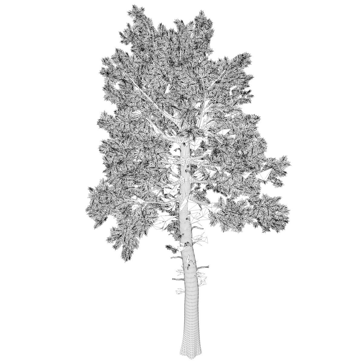 Wallpaper #BWgvFZMBSpphPi3-Zwec252 Artstation Loblolly Pine 03 Fbx High Poly Tree 3D Model