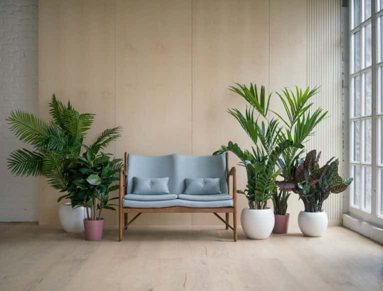 Wallpaper #b5610 30 Pretty House Plants Ideas for Living Room Decoration Living Room
