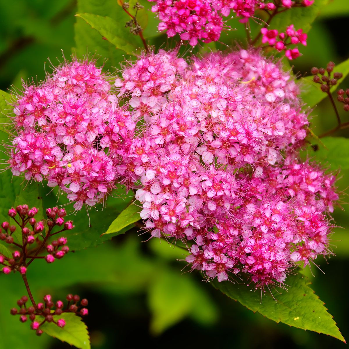 Wallpaper #A26DC Low Flowering Shrubs for Shade Fanny Healthy Life