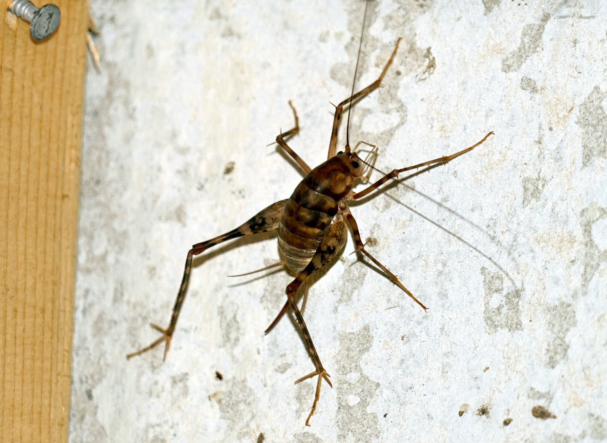 Wallpaper #ce6bd Giant Spider on the Ceiling of an Abandoned Psychiatric Hospital R