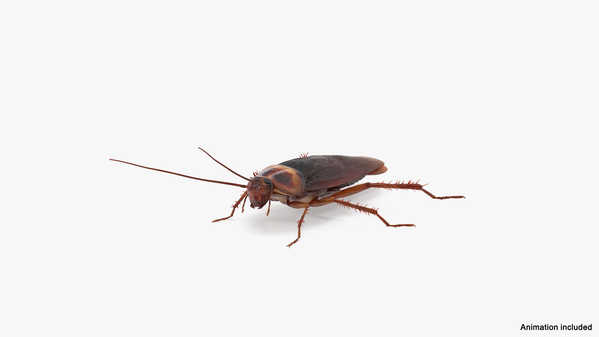 Wallpaper #SWdXCpMBSpphPi3-q9Qk178 3D Animated Cockroach Running Rigged for Maya Model Turbosquid 2102989