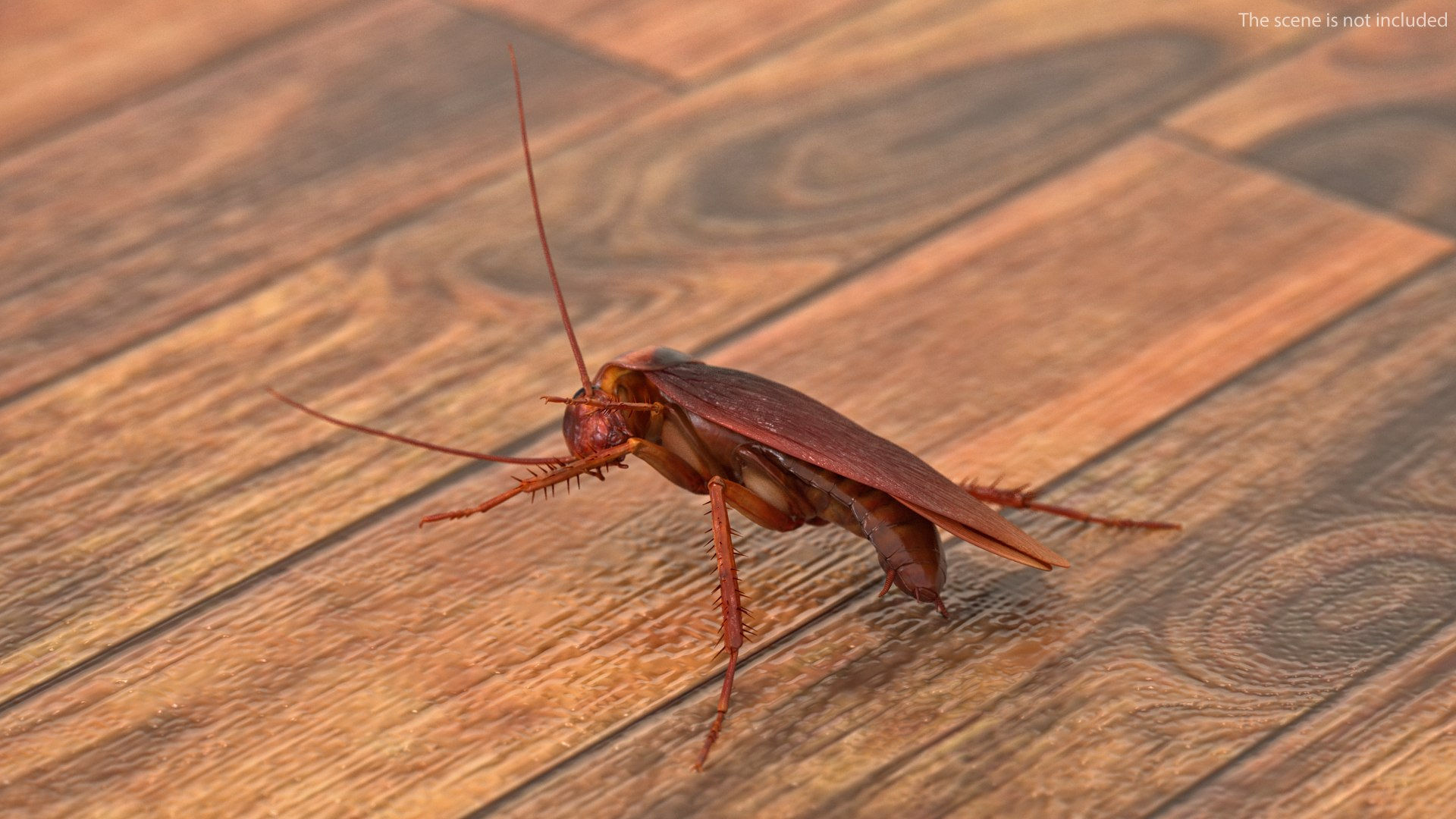 Wallpaper #SWdXCpMBSpphPi3-q9Qk150 3D Animated Cockroach Cleans Paw Rigged for Cinema 4d Model