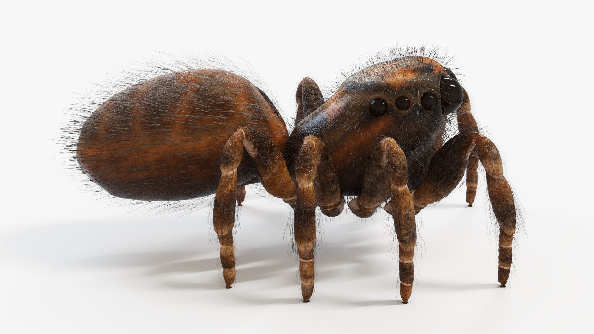Wallpaper #wmfS65IBSpphPi3-9k4K321 Jumping Spider Static Model Turbosquid 2009748