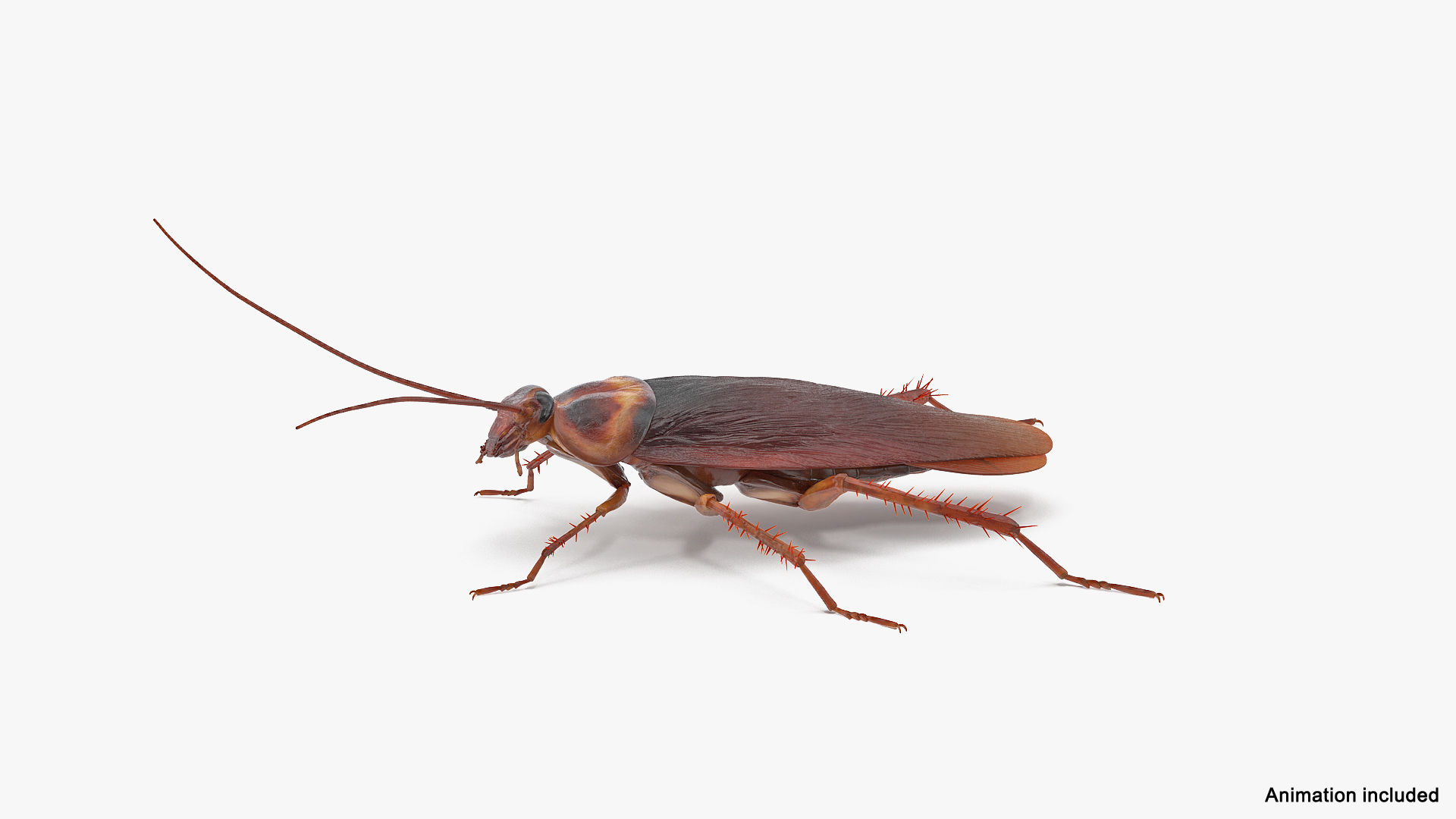 Wallpaper #SWdXCpMBSpphPi3-q9Qk86 3D Animated Cockroach Spinning Rigged for Maya Model Turbosquid 2105624