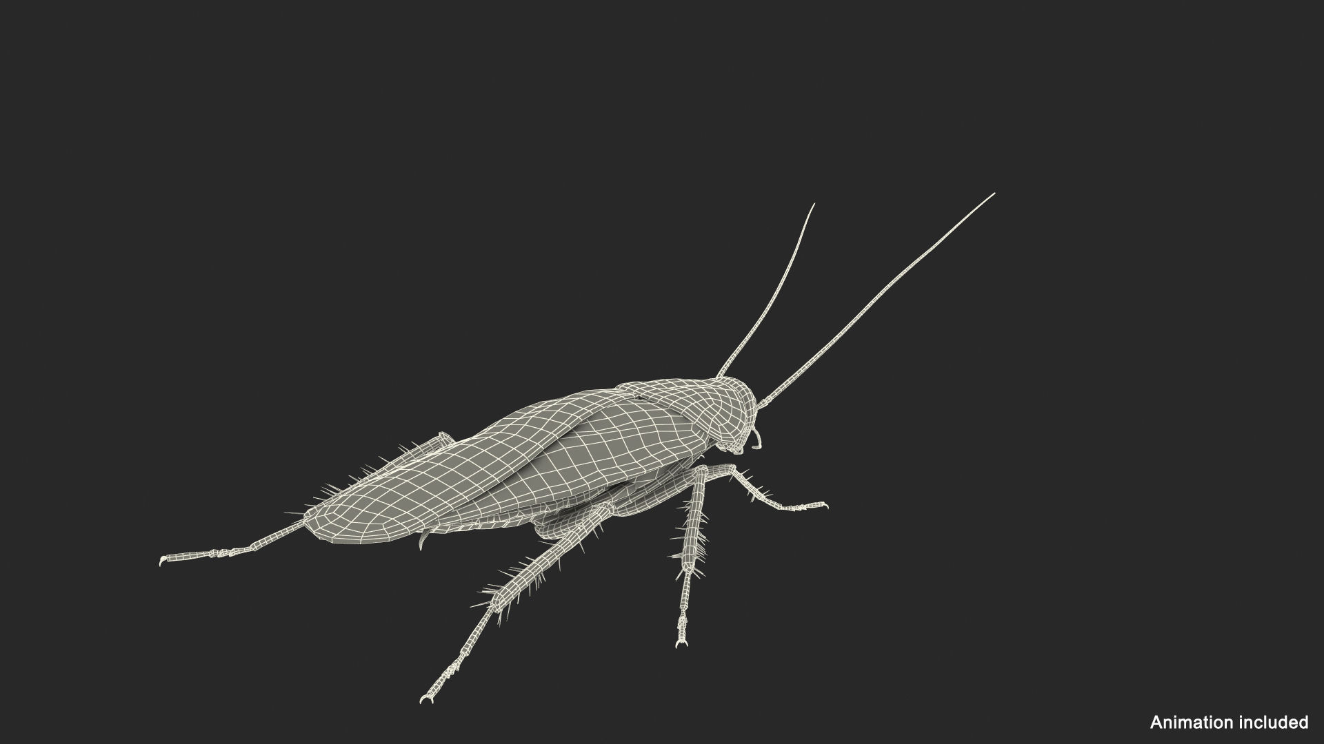 Wallpaper #SWdXCpMBSpphPi3-q9Qk81 Animated Cockroach Cleans Paw Rigged for Maya 3D Model Turbosquid 2101545