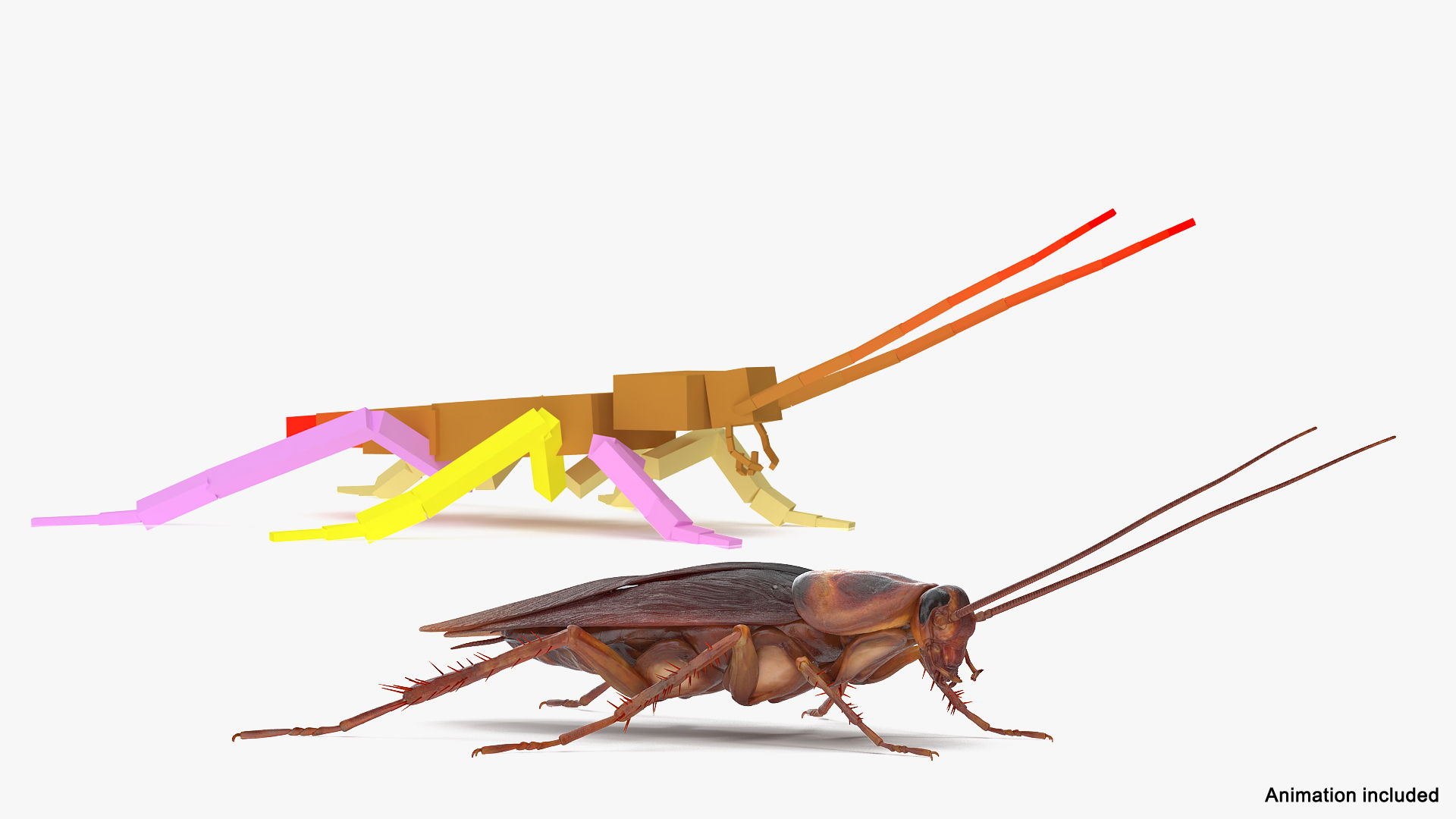 Wallpaper #SWdXCpMBSpphPi3-q9Qk195 Cockroach Cleans Mustache Bug 3D Model Turbosquid 1487140