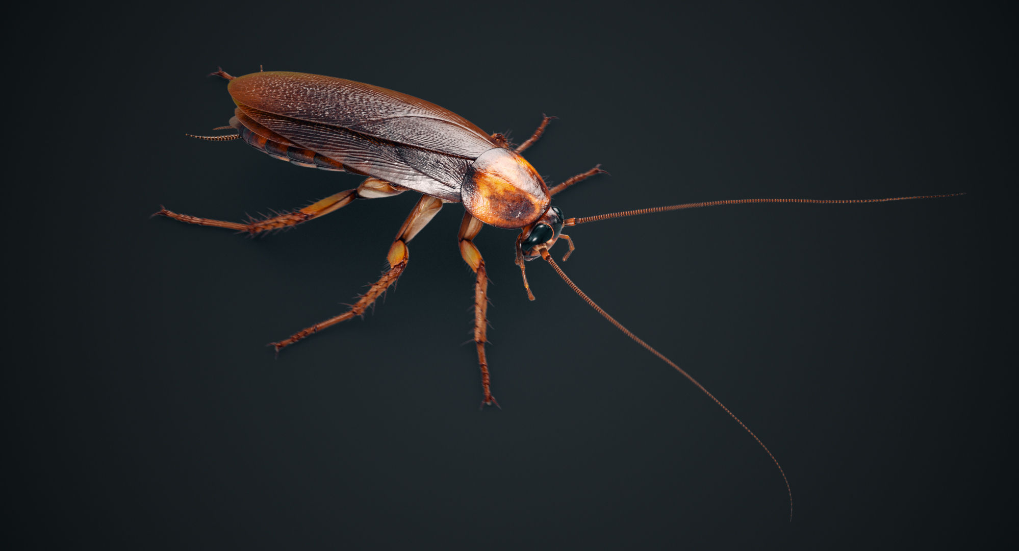 Wallpaper #SWdXCpMBSpphPi3-q9Qk229 3D Cockroach American Animation Turbosquid 1290490