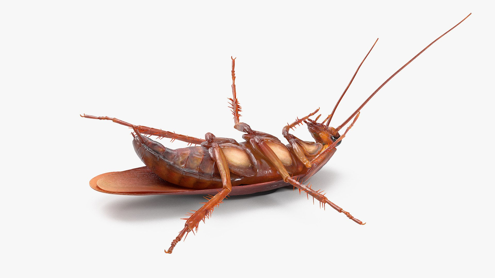 Wallpaper #SWdXCpMBSpphPi3-q9Qk53 3D Animated Cockroach Upside Down Rigged for Maya Turbosquid 2106243