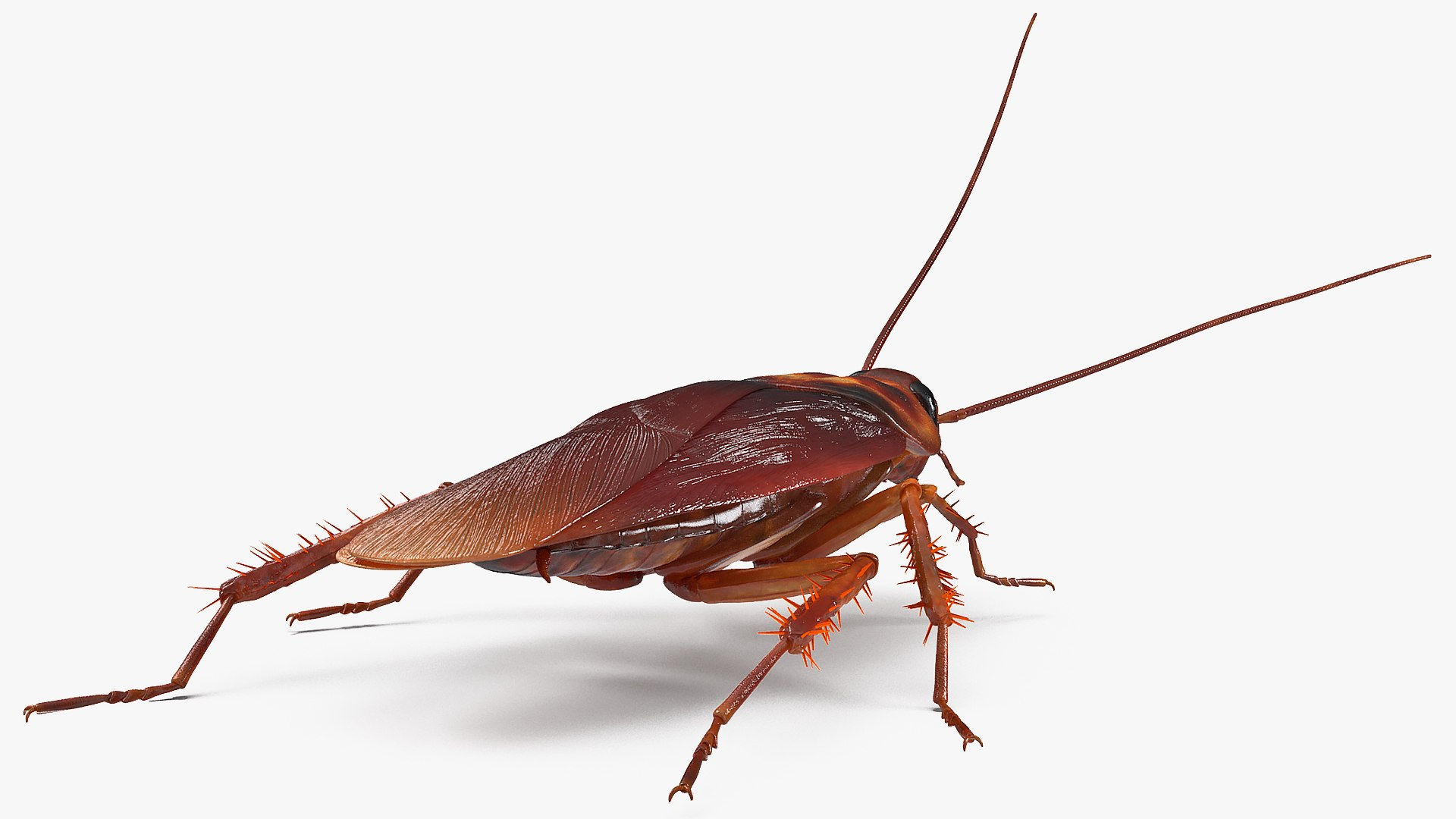 Wallpaper #SWdXCpMBSpphPi3-q9Qk74 3D Animated Cockroach Creeps Rigged for Cinema 4d Turbosquid 2102533