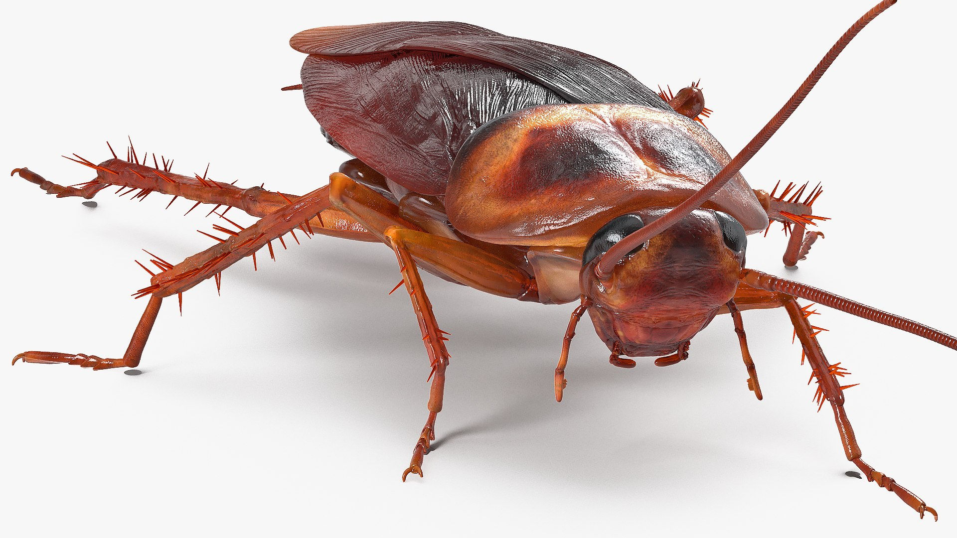 Wallpaper #SWdXCpMBSpphPi3-q9Qk3 3D Animated Cockroach Creeps Rigged for Cinema 4d Turbosquid 2102533