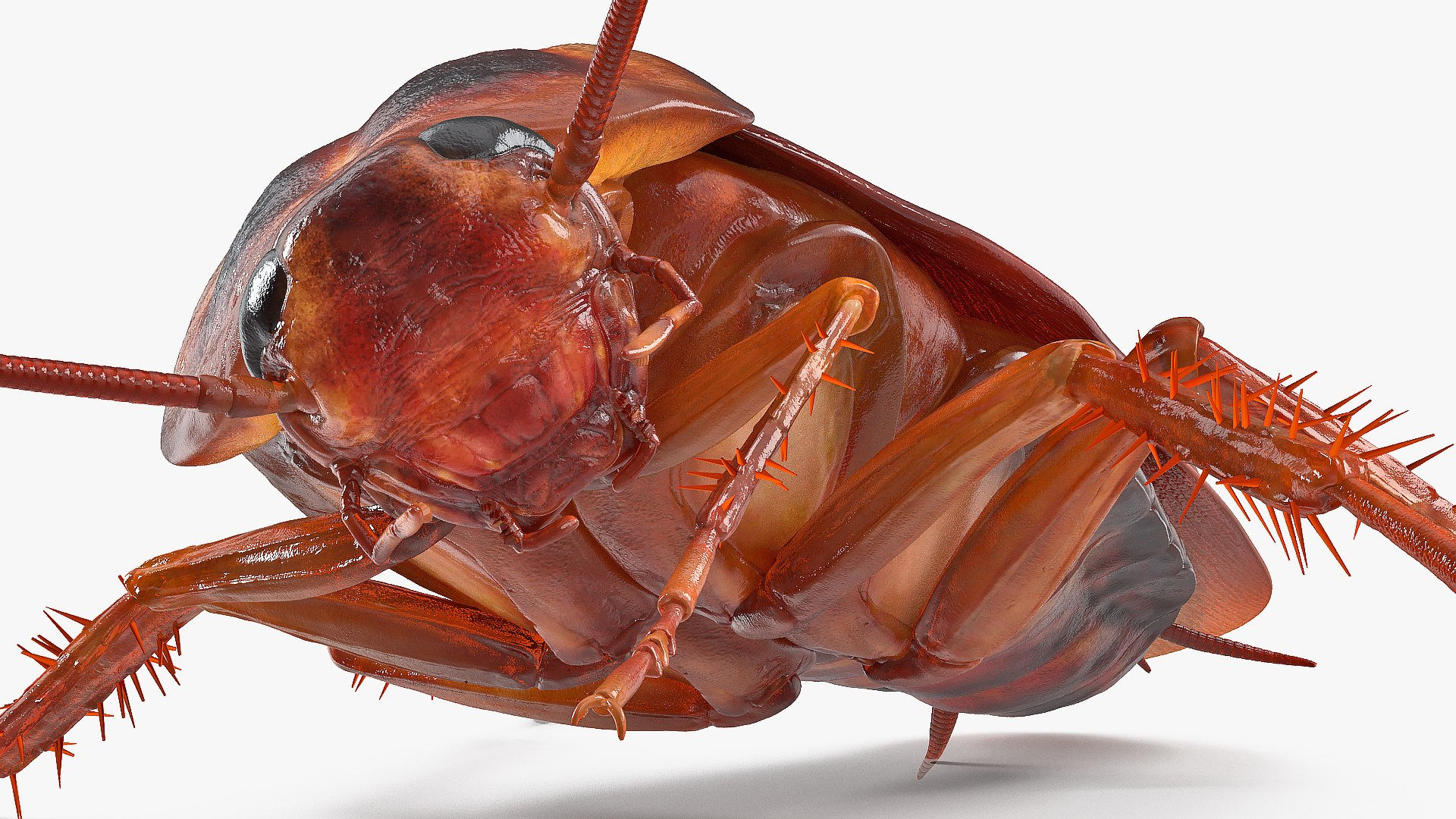Wallpaper #SWdXCpMBSpphPi3-q9Qk92 3D Animated Cockroach Cleans Paw Rigged for Cinema 4d Model