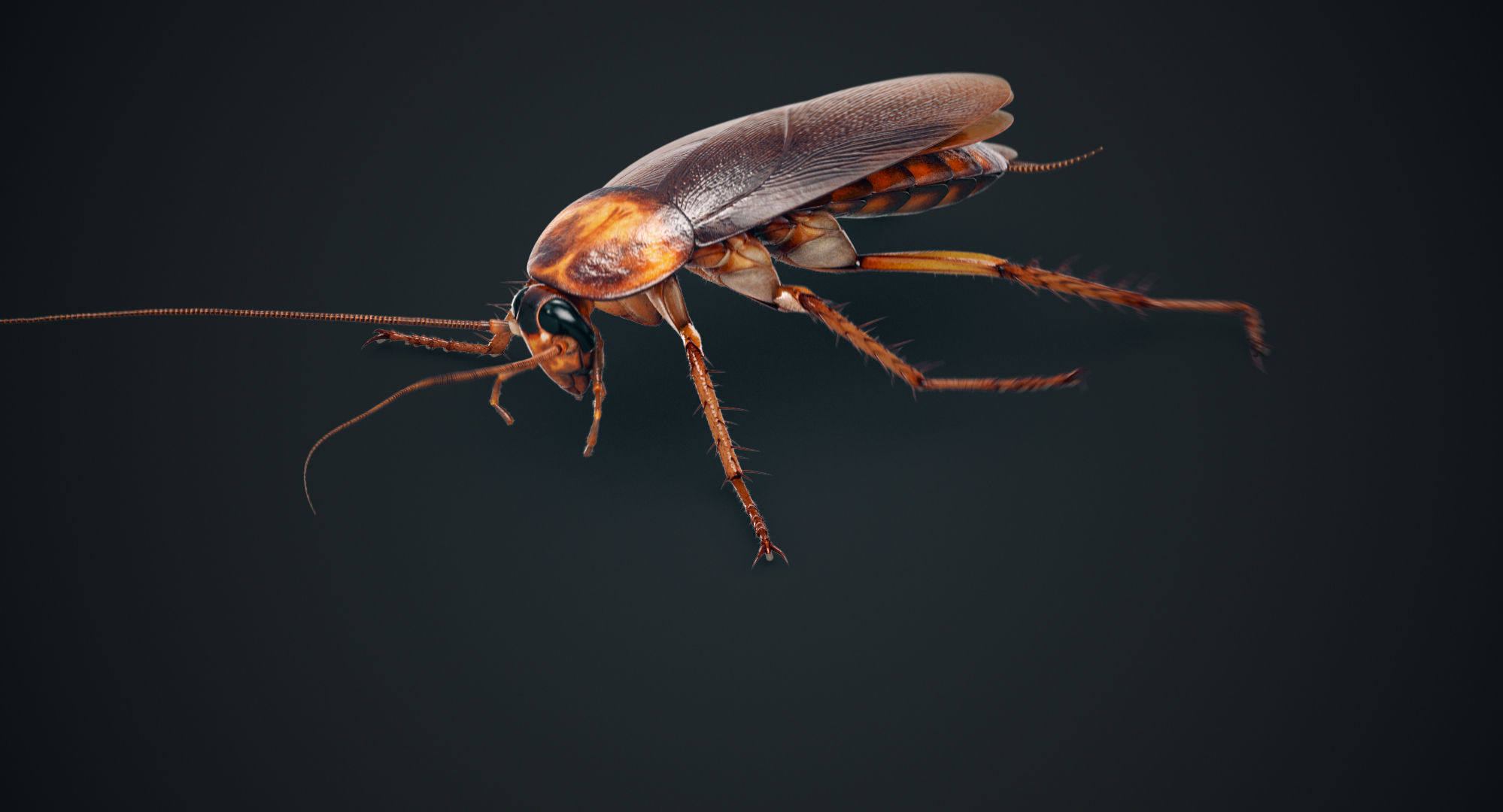 Wallpaper #SWdXCpMBSpphPi3-q9Qk99 3D Cockroach American Animation Turbosquid 1290490