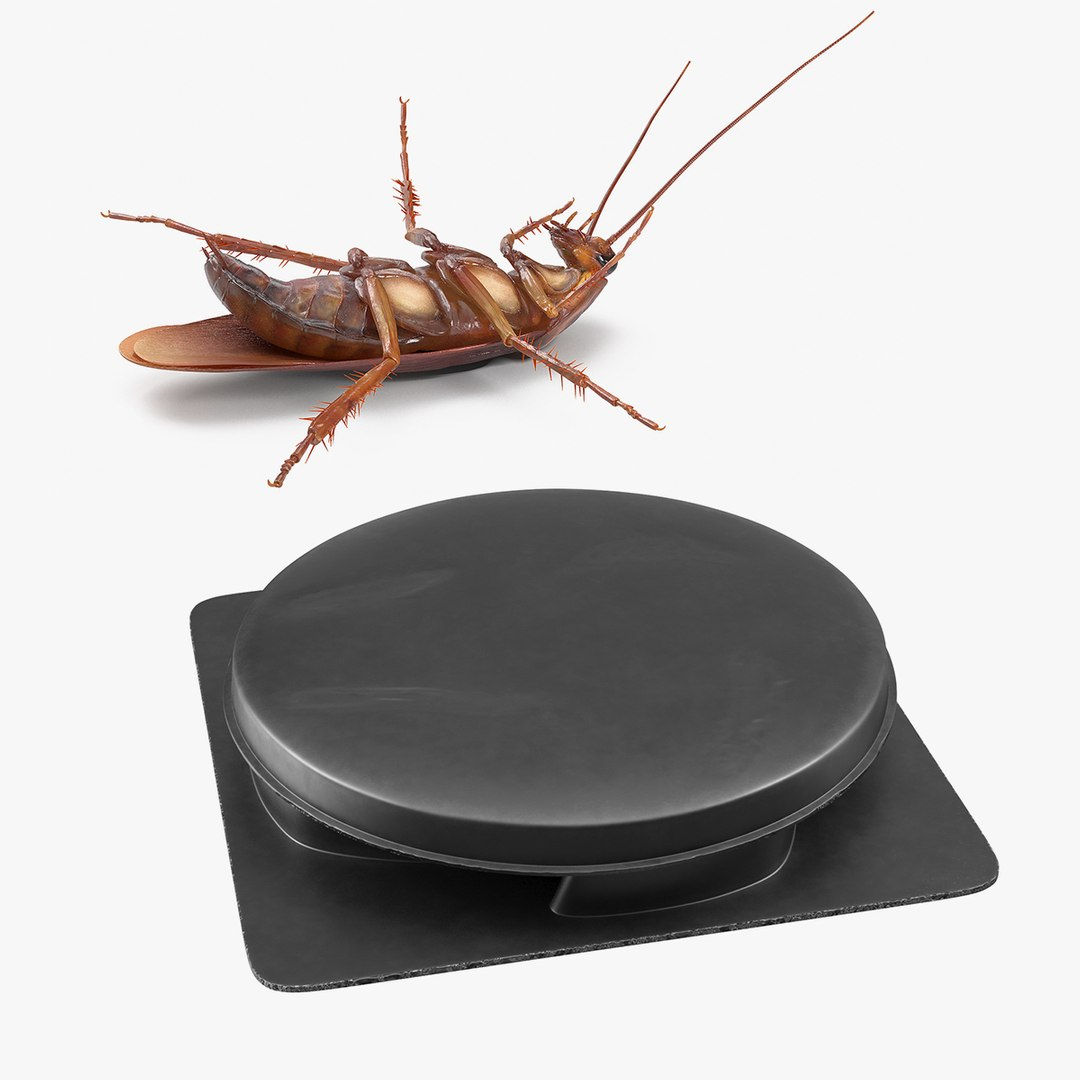 Wallpaper #SWdXCpMBSpphPi3-q9Qk181 Animated Cockroach with Bait Collection 3D Model Turbosquid 1880033