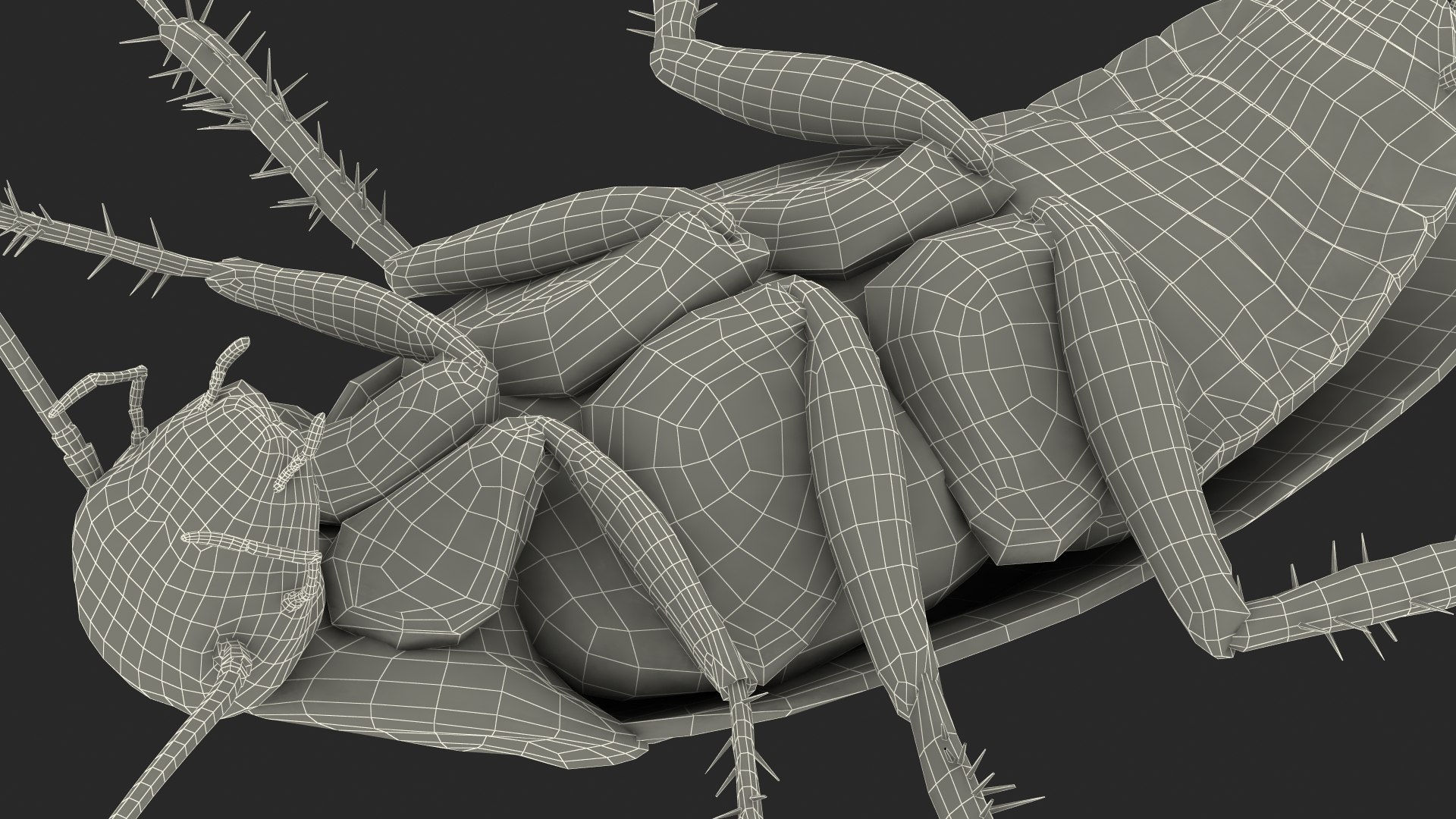 Wallpaper #SWdXCpMBSpphPi3-q9Qk176 3D Animated Cockroach Upside Down Rigged for Maya Turbosquid 2106243
