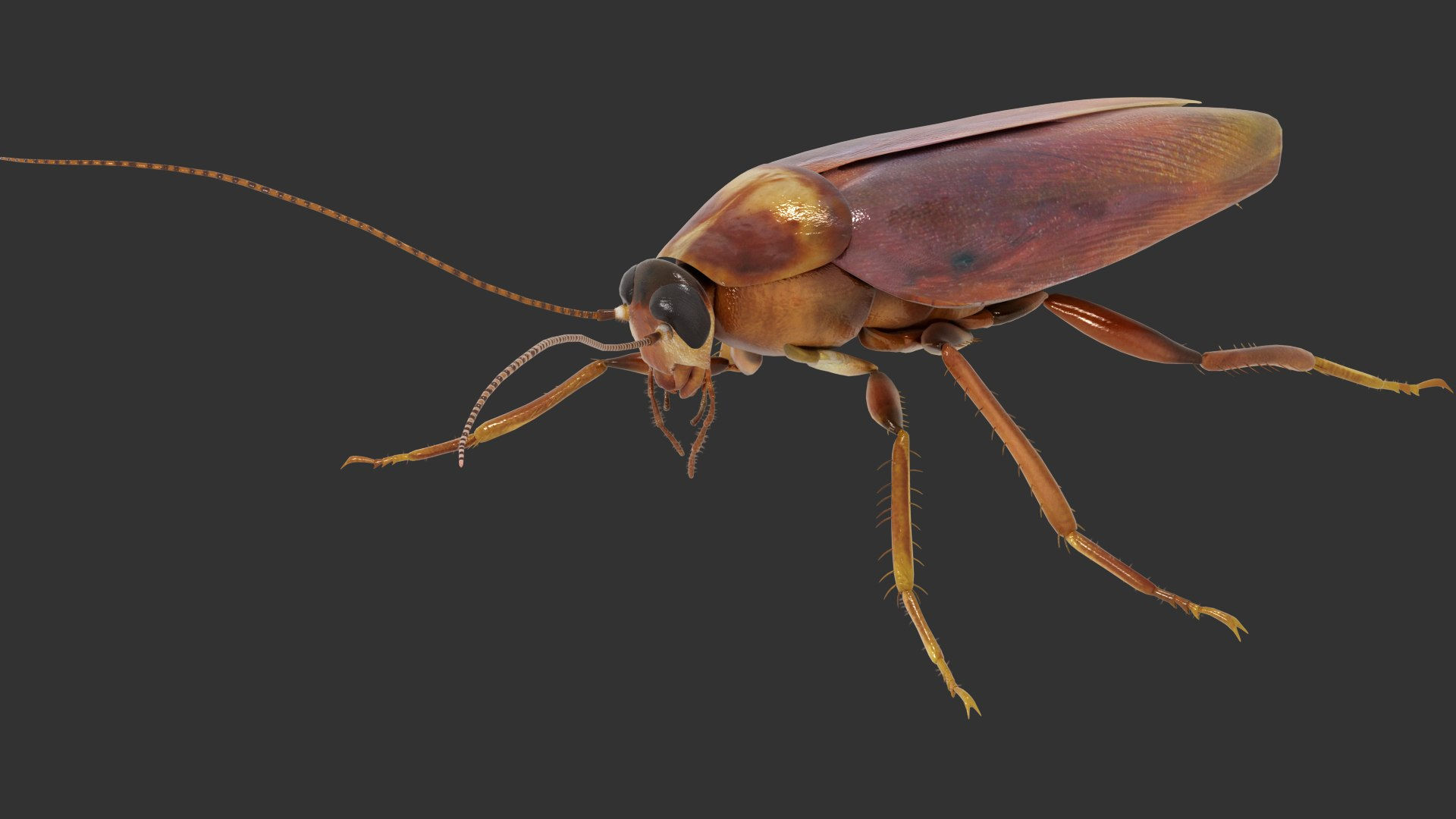 Wallpaper #SWdXCpMBSpphPi3-q9Qk153 Cockroach Rigged and Animated 3ds Max3d Turbosquid 1978094