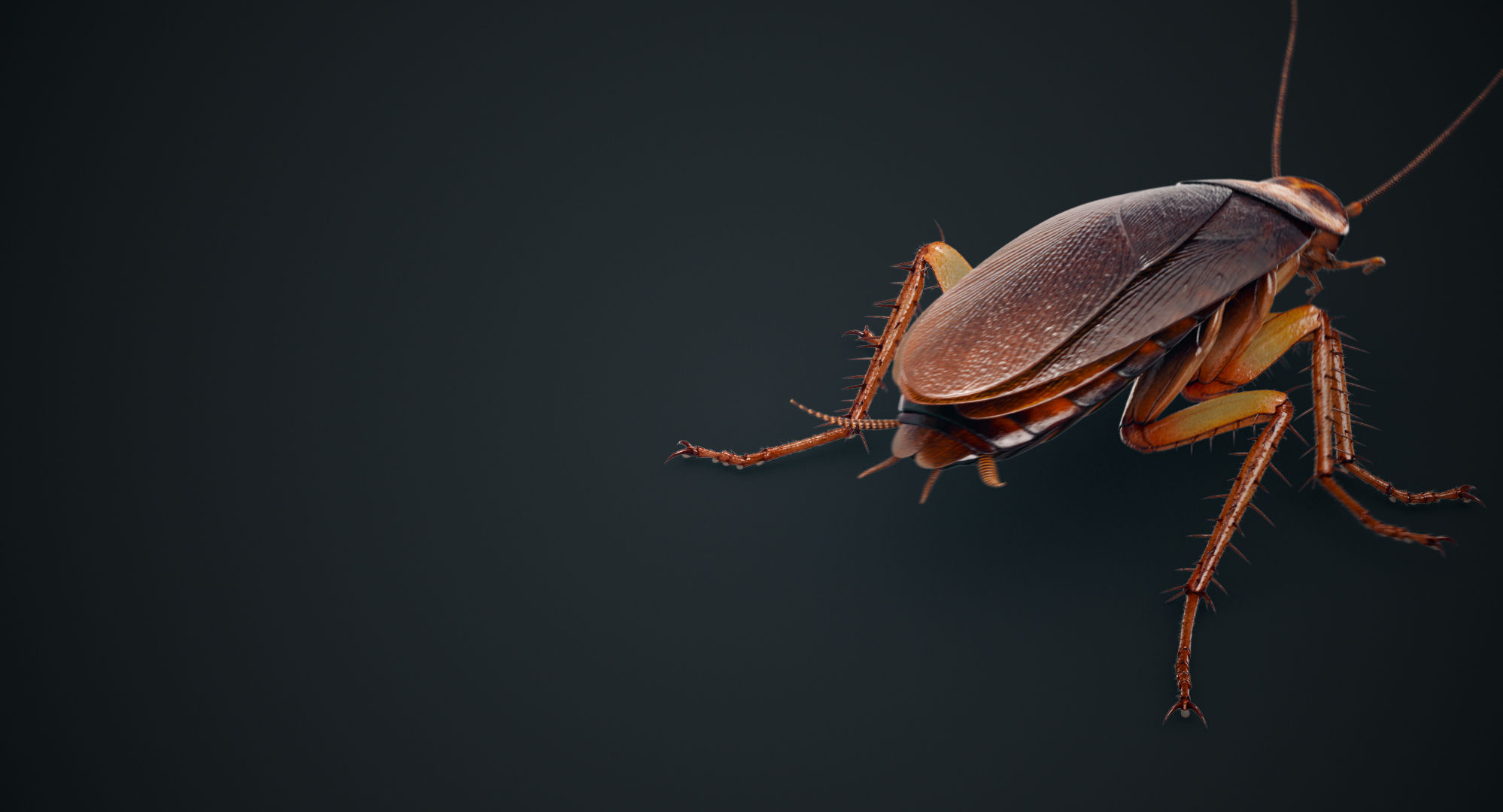 Wallpaper #SWdXCpMBSpphPi3-q9Qk230 3D Cockroach American Animation Turbosquid 1290490