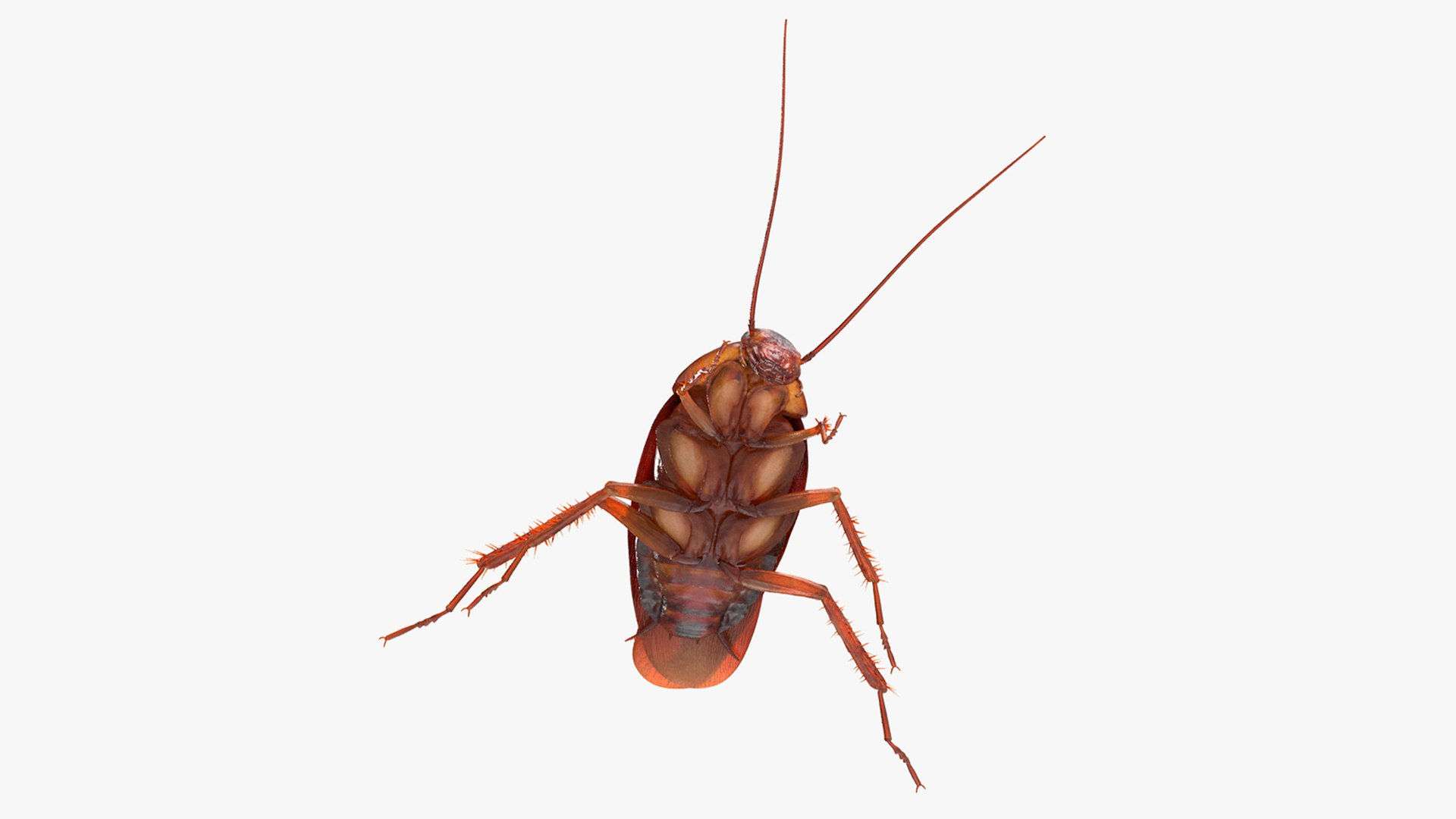 Wallpaper #SWdXCpMBSpphPi3-q9Qk43 Animated Cockroach Spinning Rigged for Cinema 4d 3D Model Turbosquid