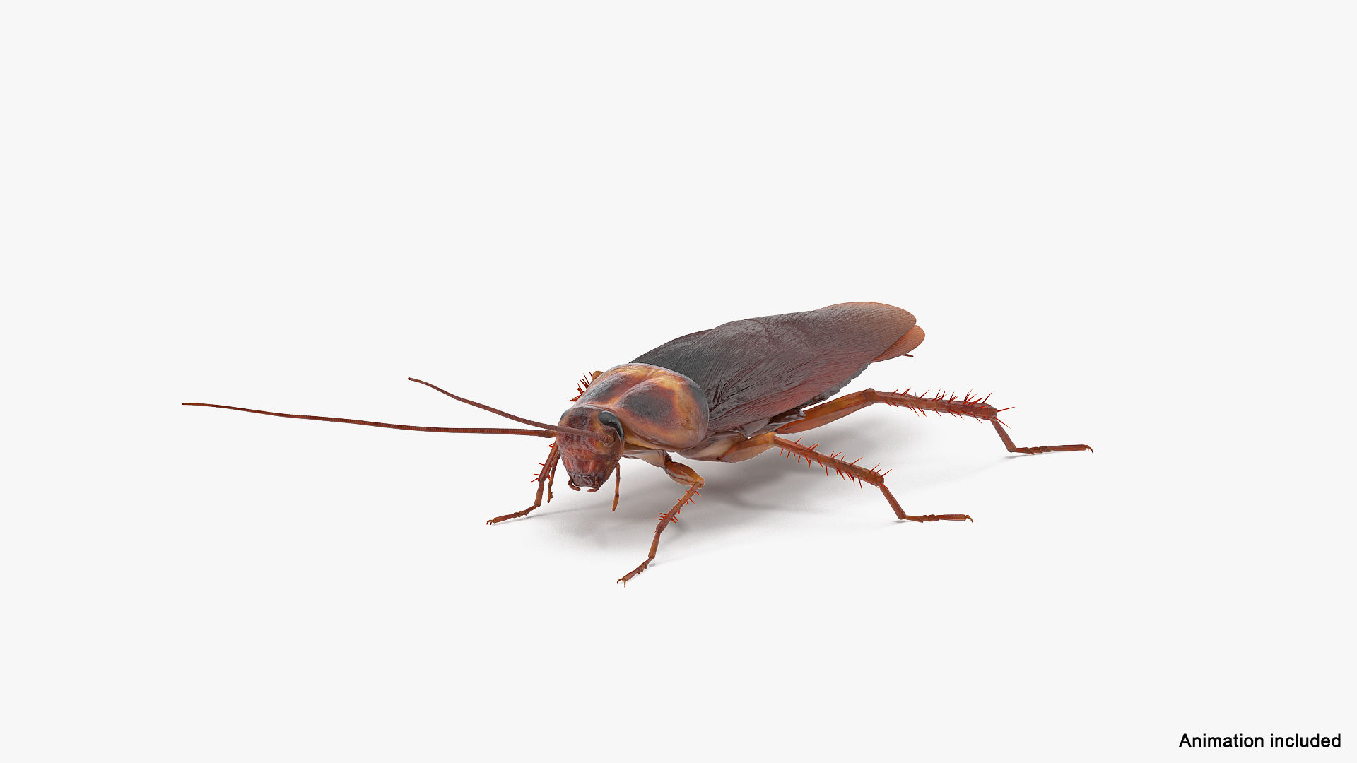 Wallpaper #SWdXCpMBSpphPi3-q9Qk174 3D Animated Cockroach Creeps Rigged for Cinema 4d Turbosquid 2102533