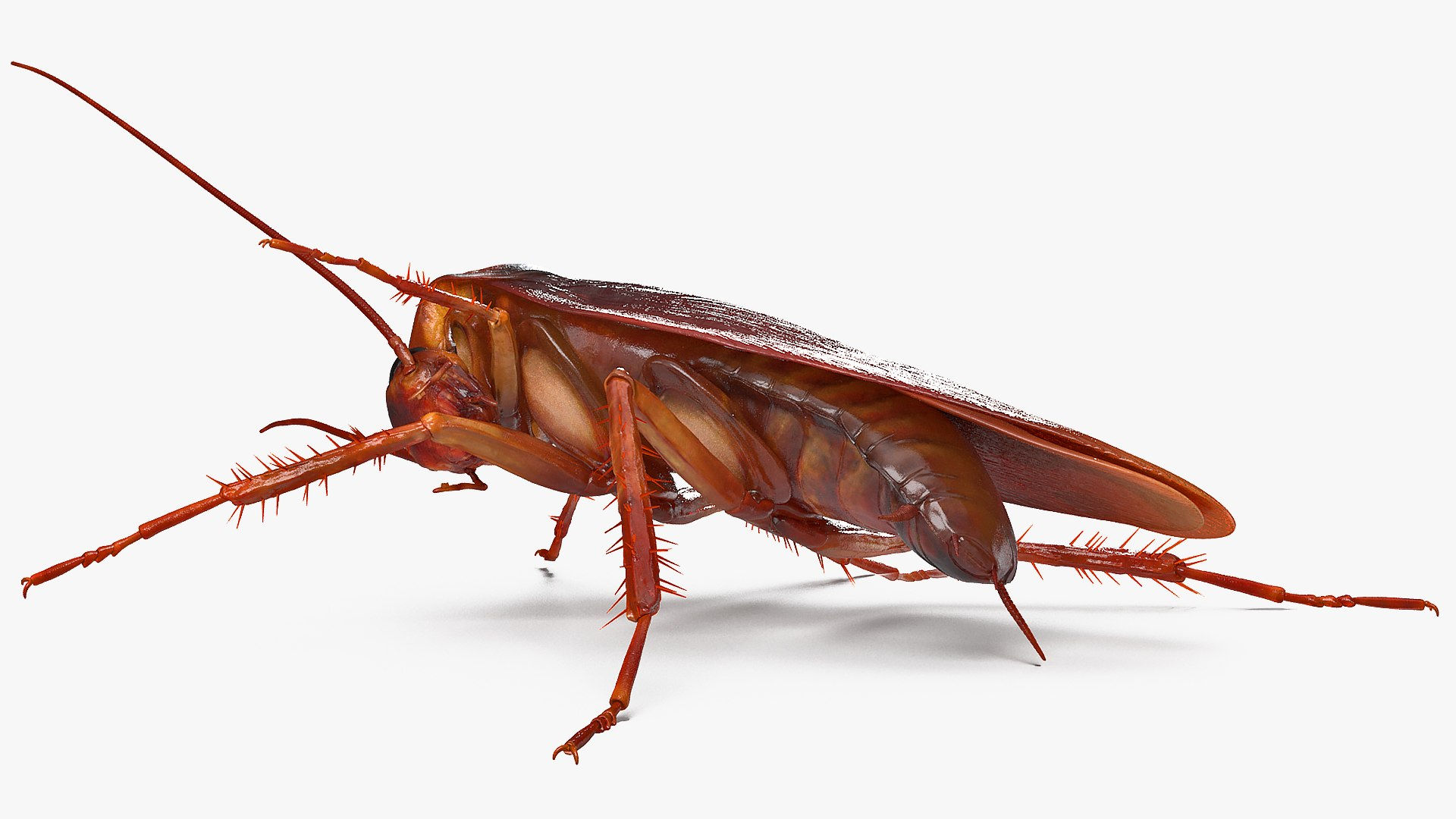 Wallpaper #SWdXCpMBSpphPi3-q9Qk65 3D Animated Cockroach Cleans Paw Rigged for Cinema 4d Model