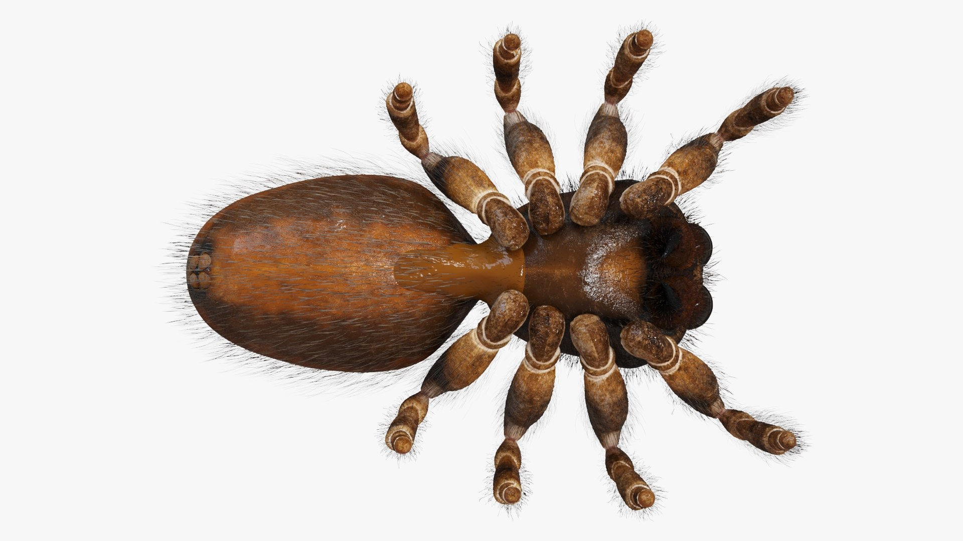 Wallpaper #wmfS65IBSpphPi3-9k4K356 Jumping Spider Static Model Turbosquid 2009748