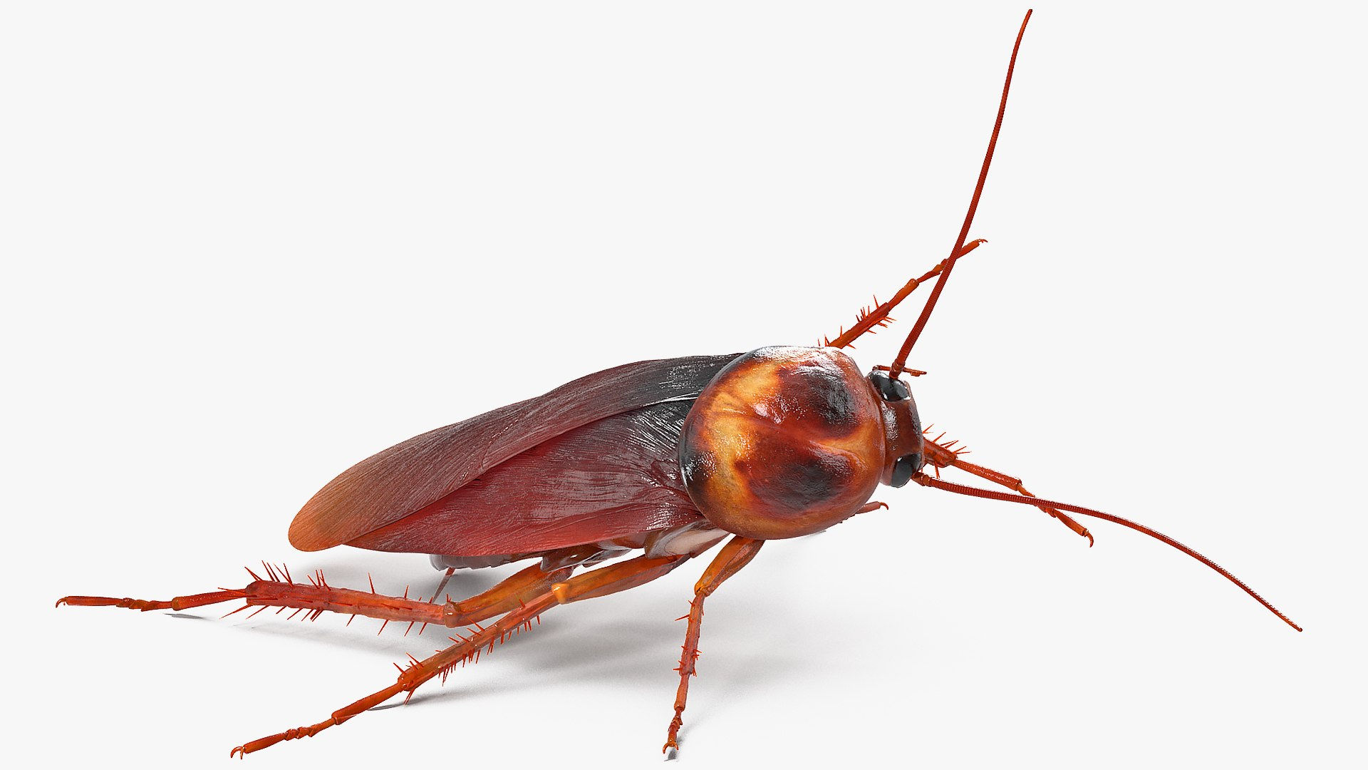 Wallpaper #SWdXCpMBSpphPi3-q9Qk77 3D Animated Cockroach Cleans Paw Rigged for Cinema 4d Model