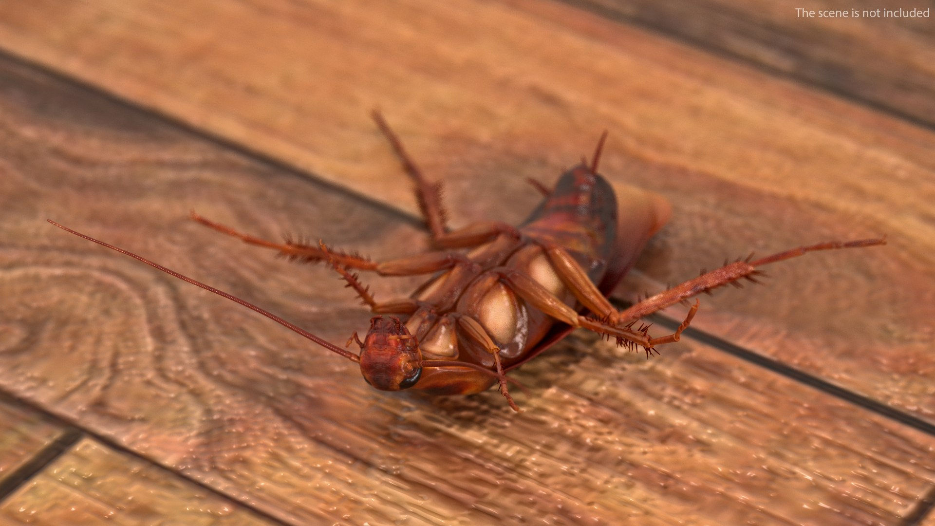 Wallpaper #SWdXCpMBSpphPi3-q9Qk114 3D Animated Cockroach Upside Down Rigged for Maya Turbosquid 2106243