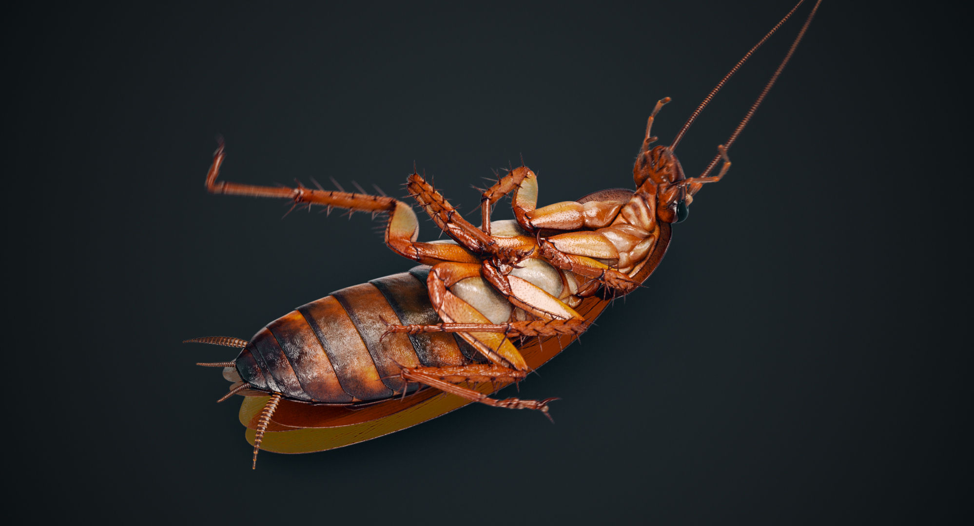 Wallpaper #SWdXCpMBSpphPi3-q9Qk251 3D Cockroach American Animation Turbosquid 1290490