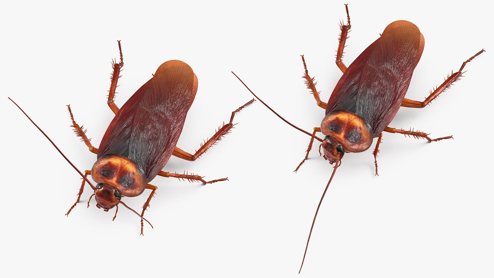 Wallpaper #SWdXCpMBSpphPi3-q9Qk78 3D Animated Cockroach Creeps Rigged for Cinema 4d Turbosquid 2102533